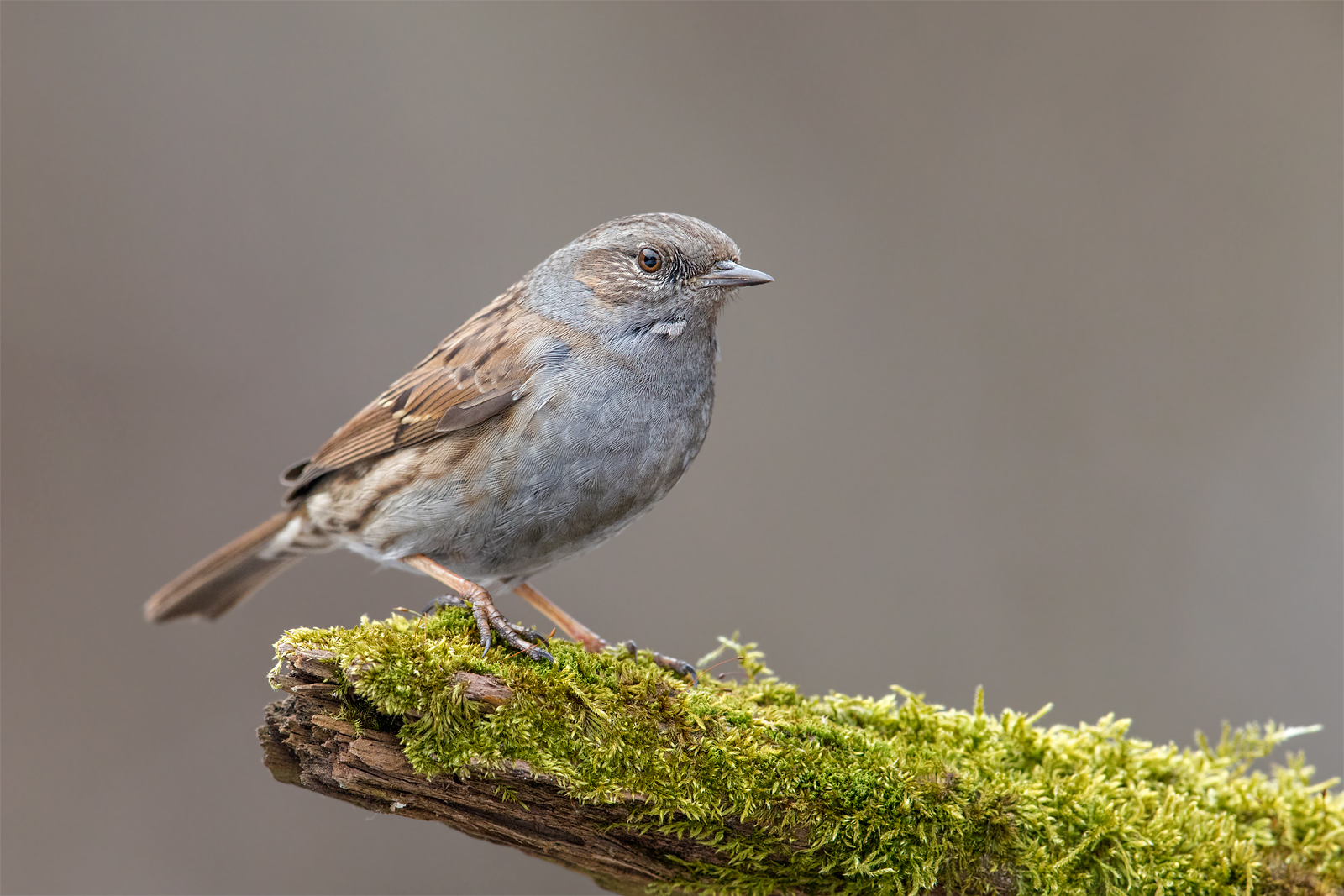 Pokrzywnica P&lstrok;ochacz (Prunella modularis)