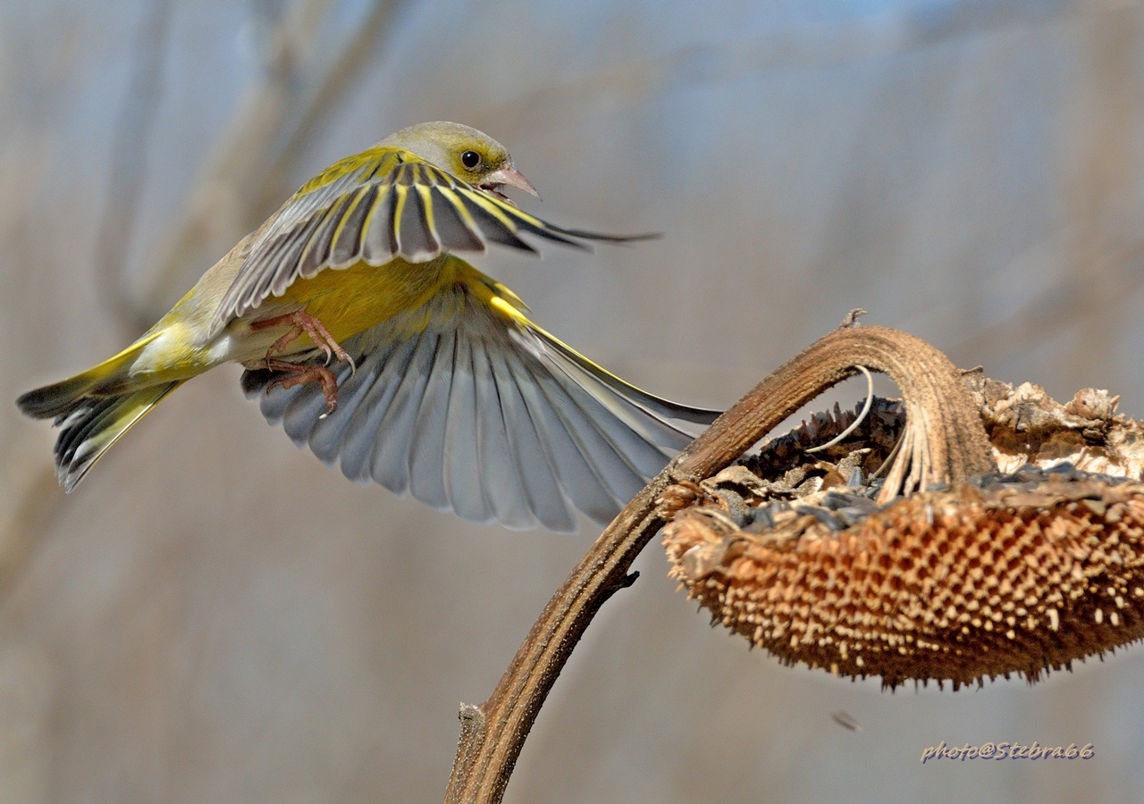 verdone in arrivo!!!