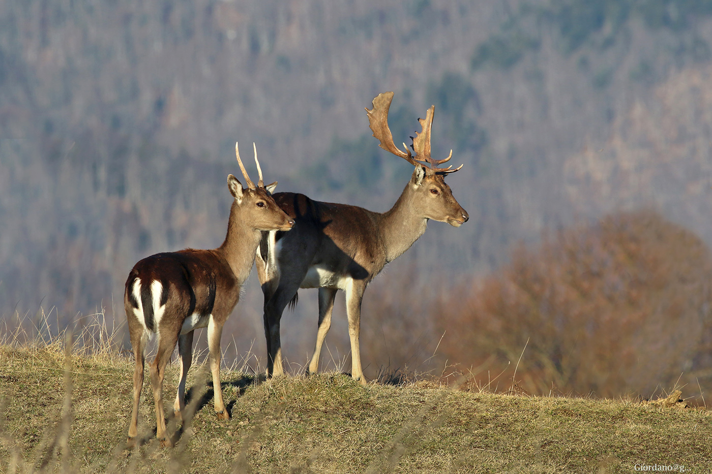 Deer in winter wetsuit