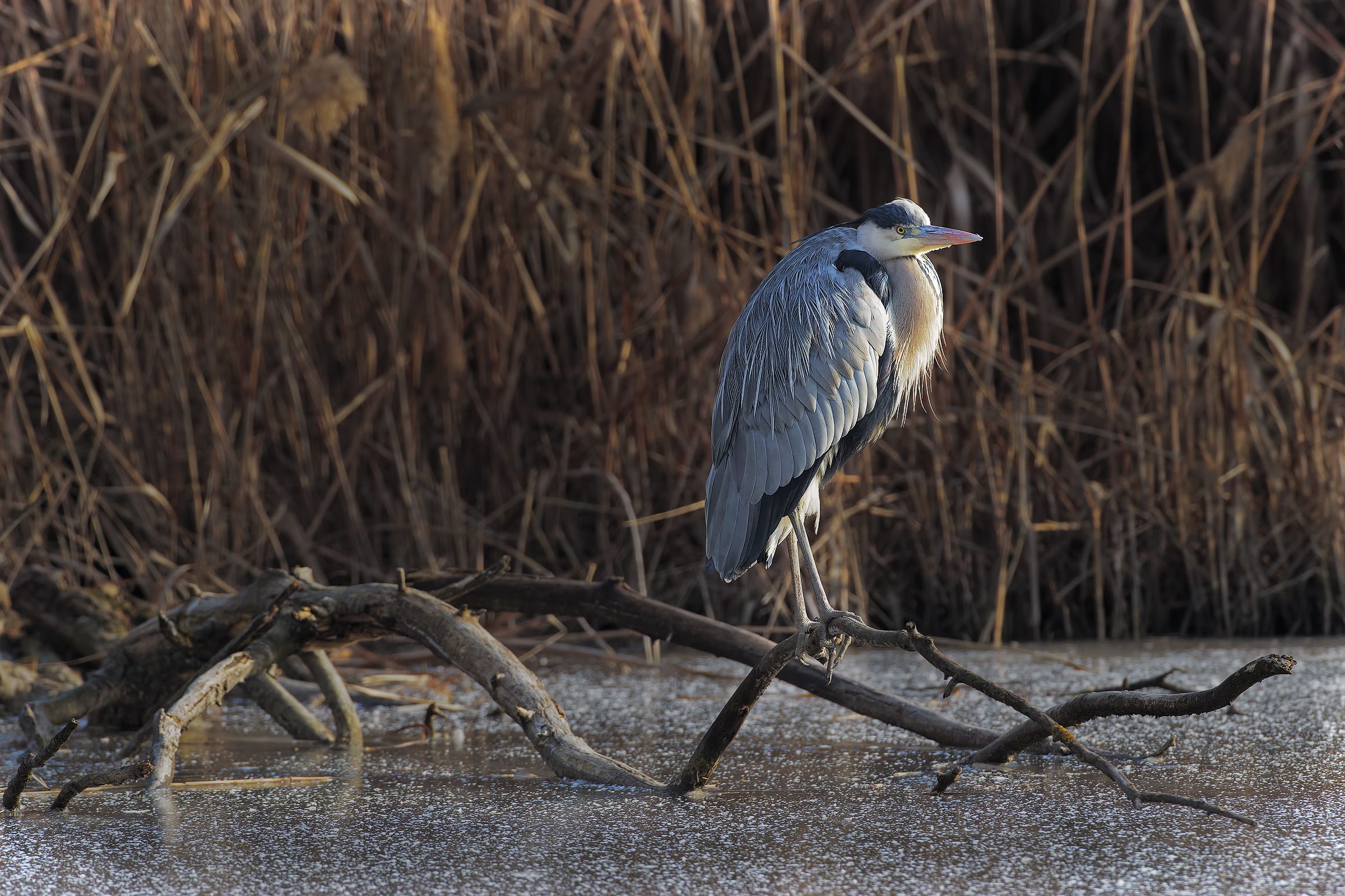 and 'still a little cold