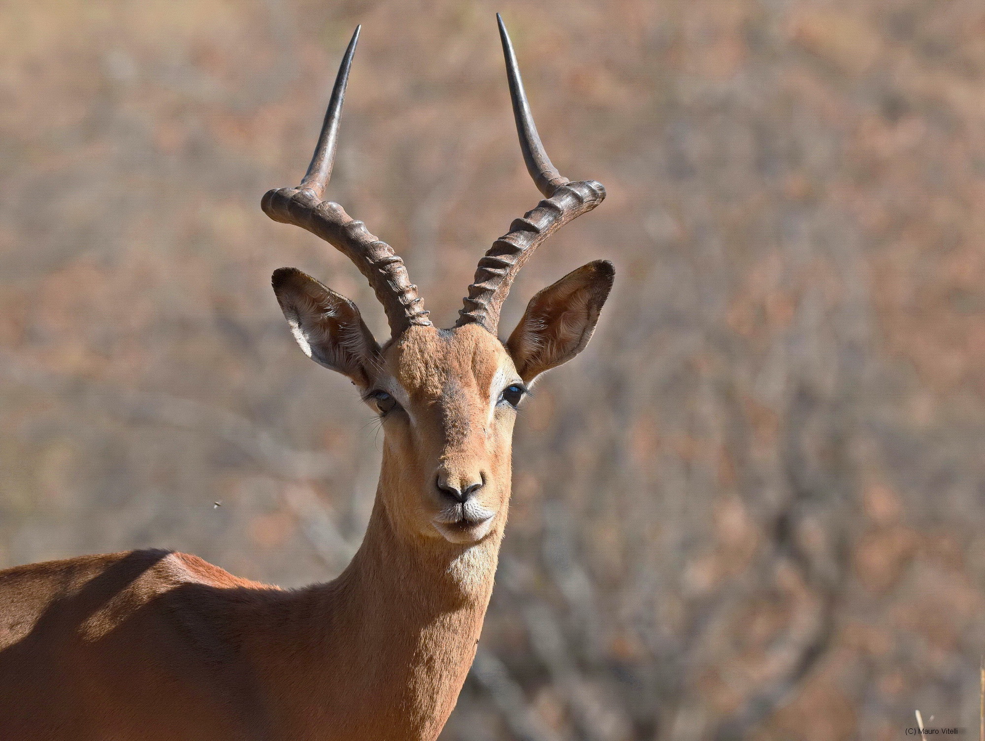 Impala (male)
