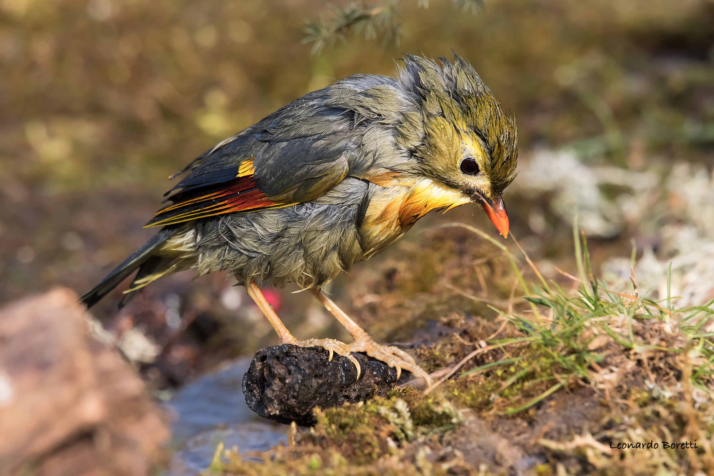 Nightingale to the bathroom