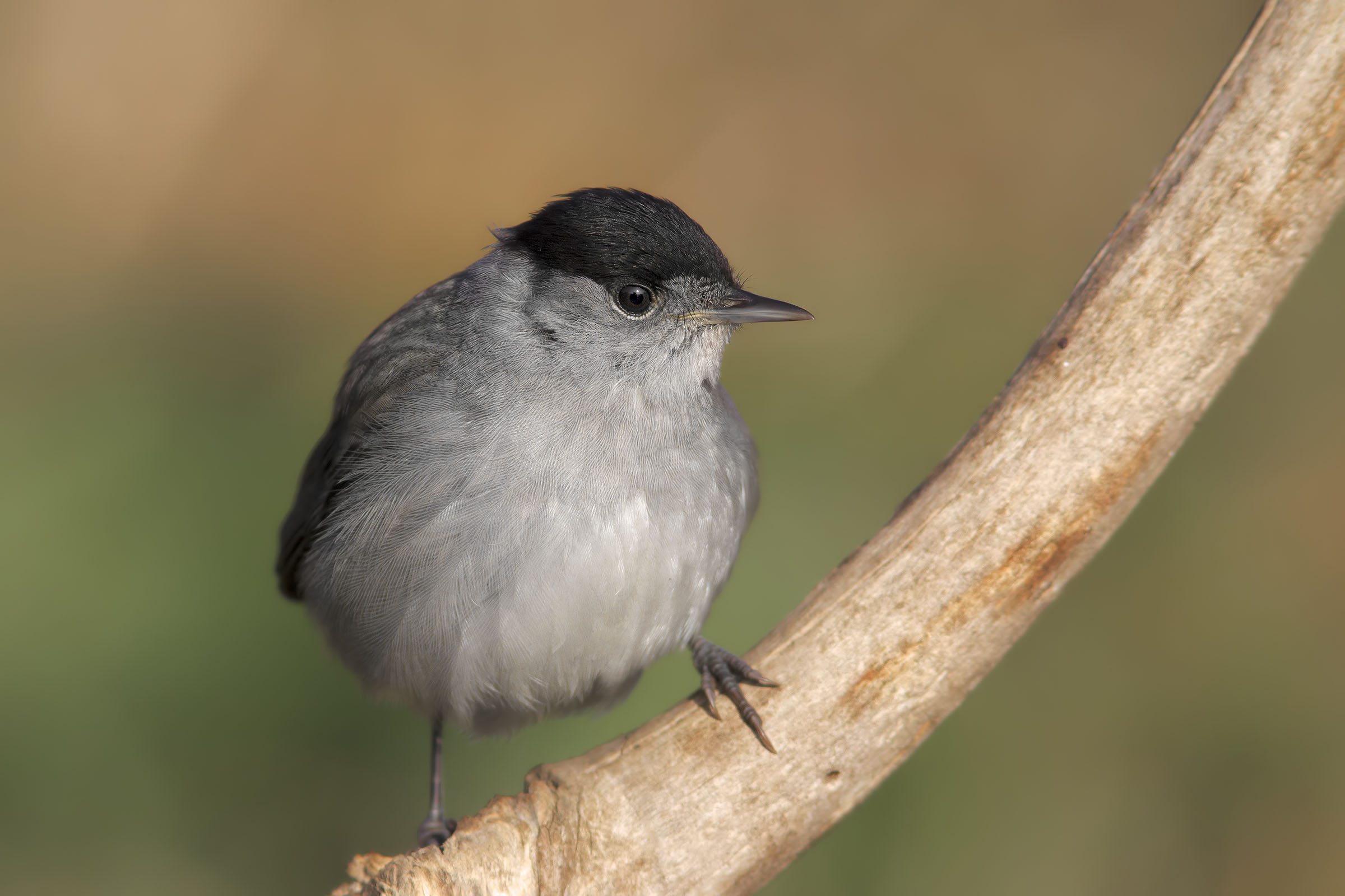 Blackcap
