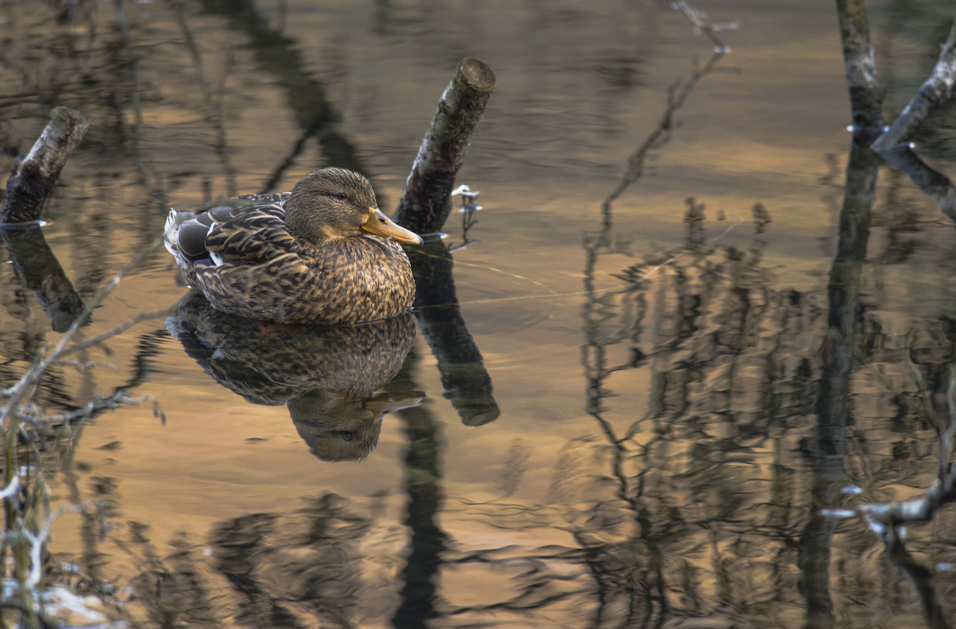 female mallard