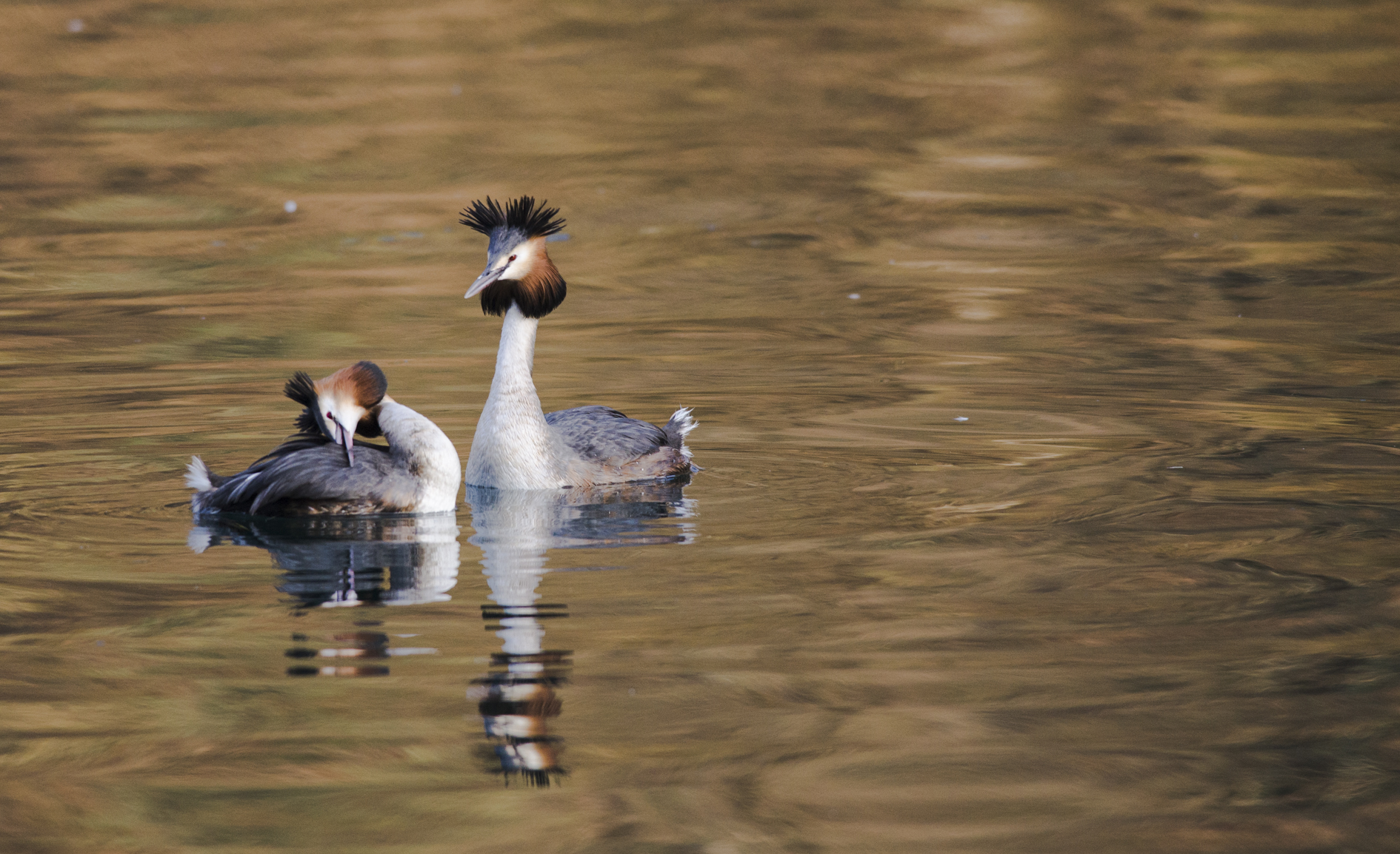 Bridal great crested grebe dance