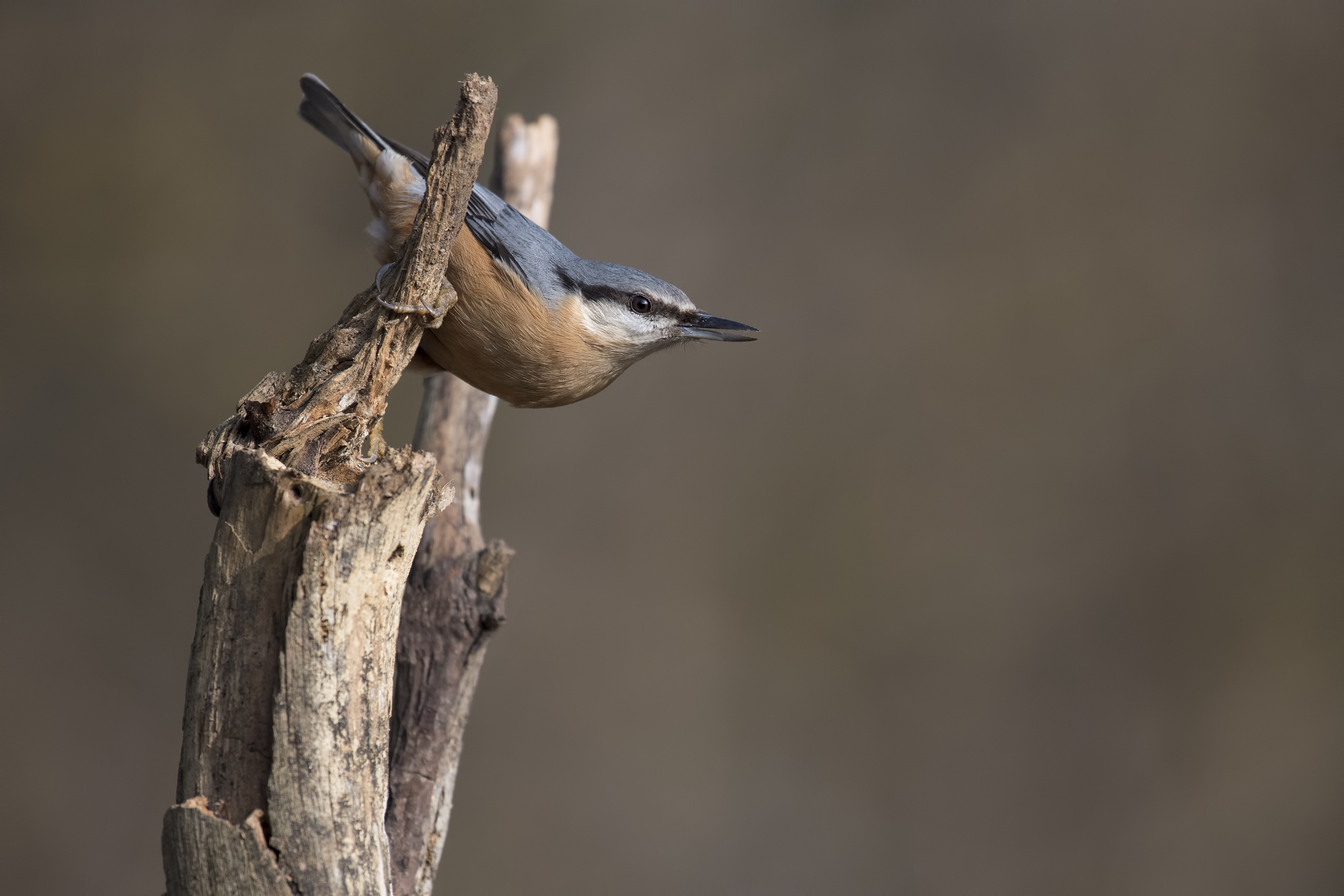 nuthatch