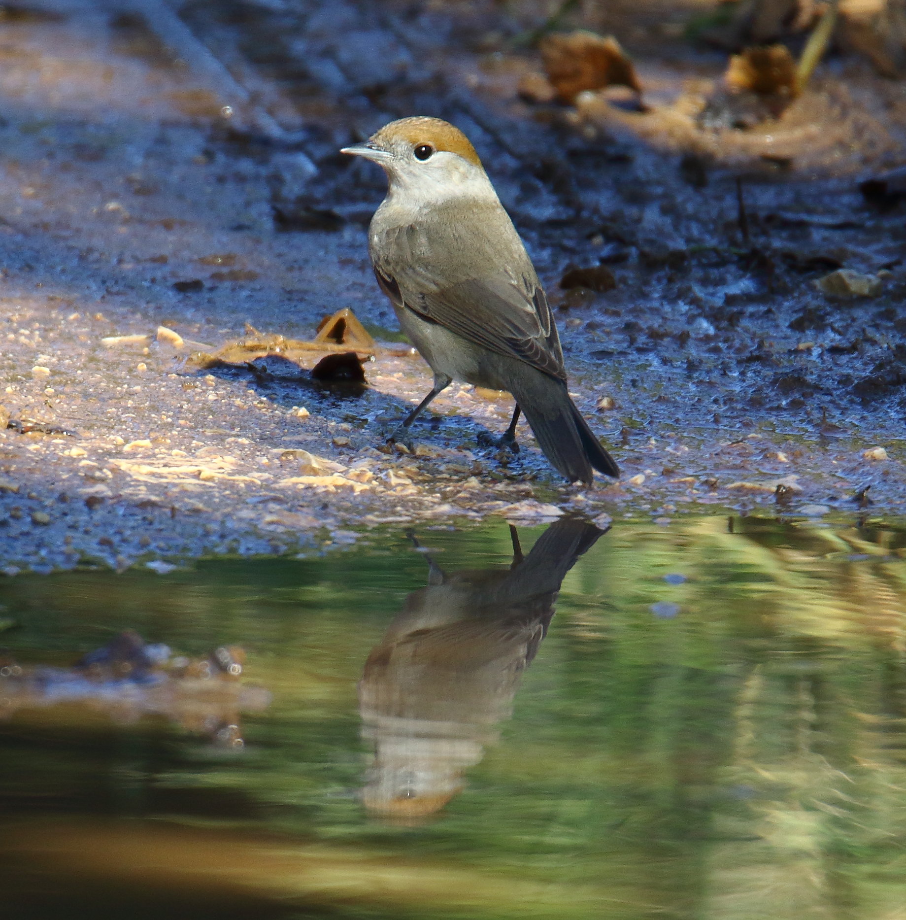 Female Blackcap at the mirror