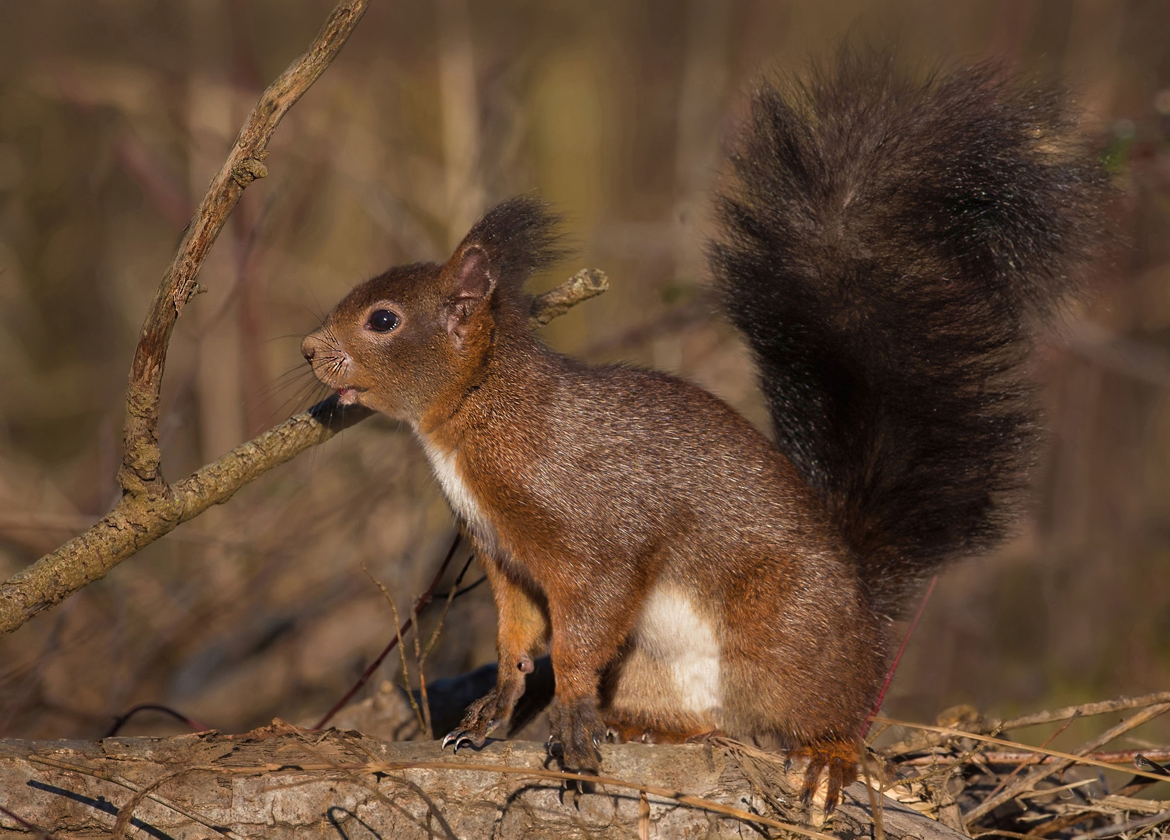 the smile of red (smile)