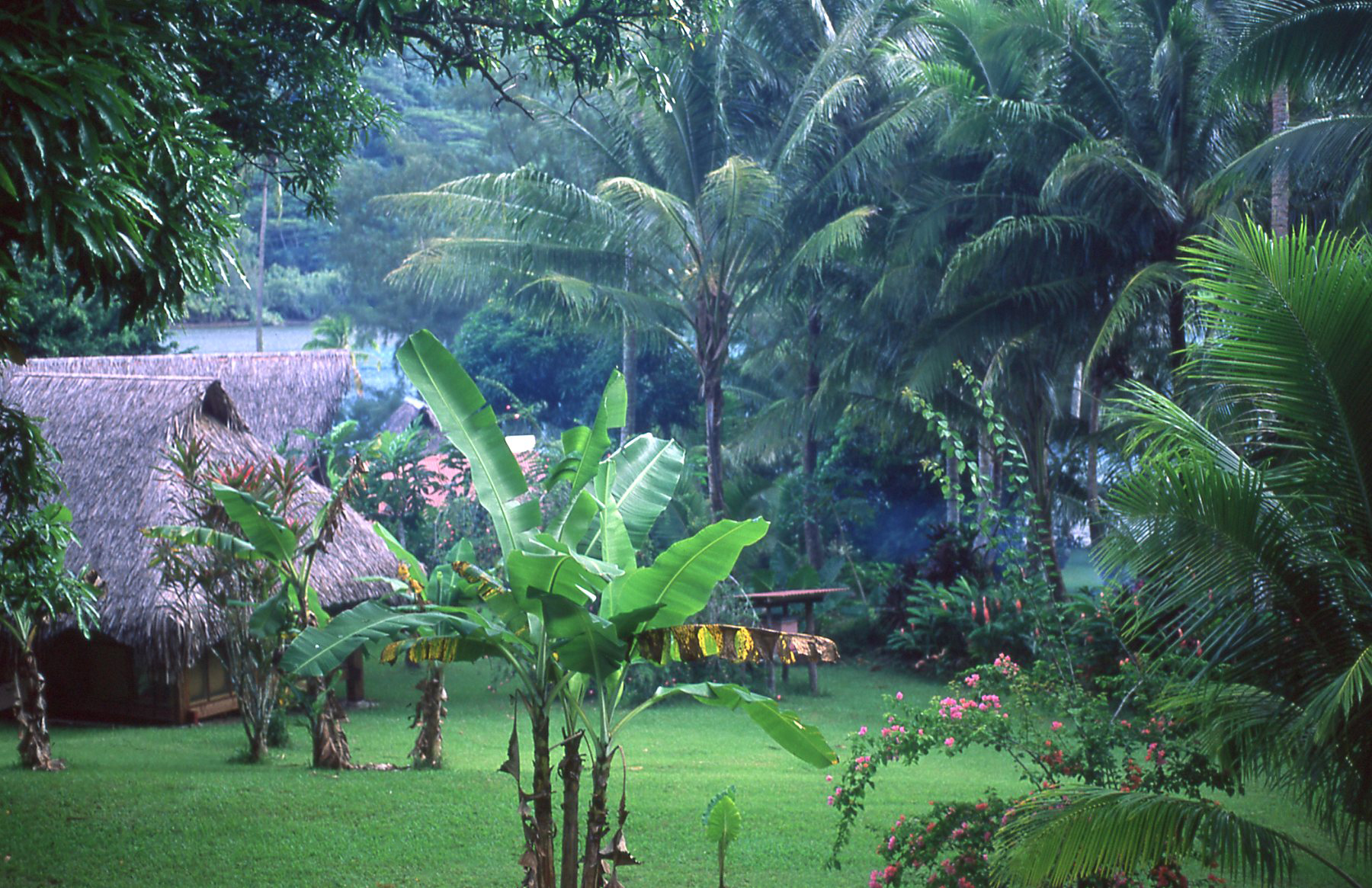 Garden in Tahiti