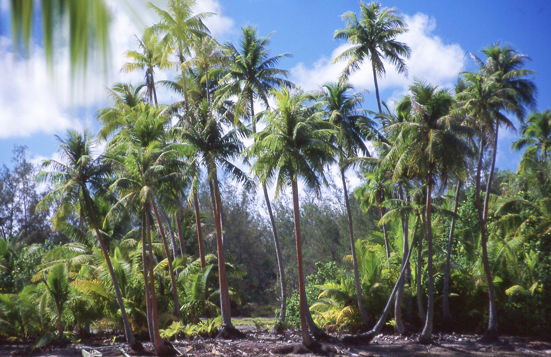 Palm grove - Tahiti