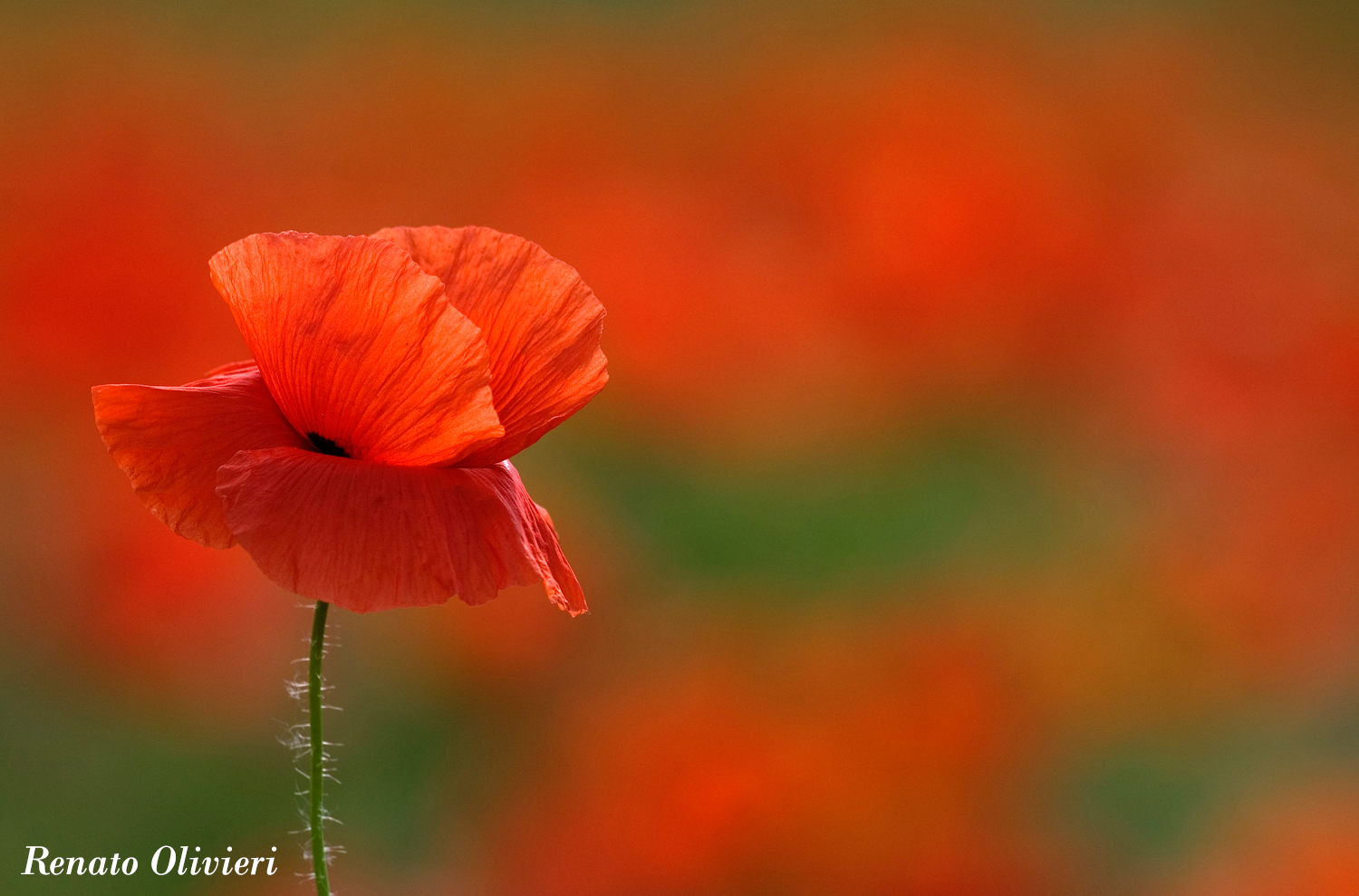 Papavero tra i papaveri