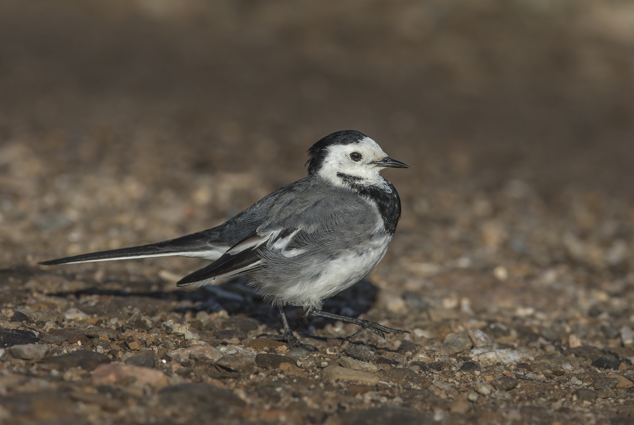 ballerina bianca (motacilla alba)