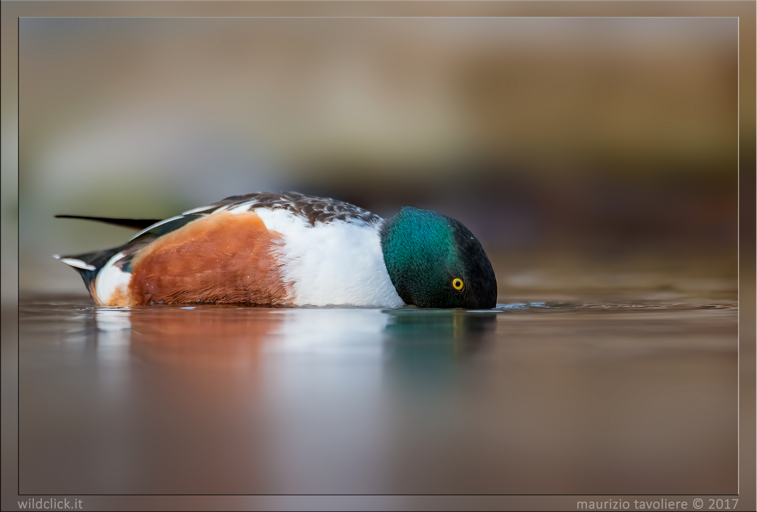 Shoveler timidone ..