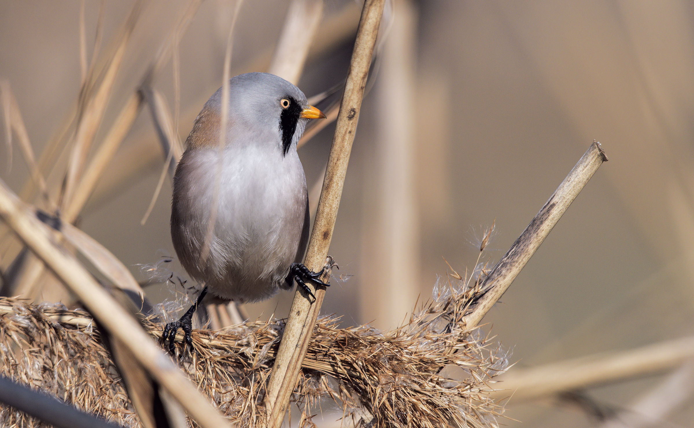 At least one without the sky as background
