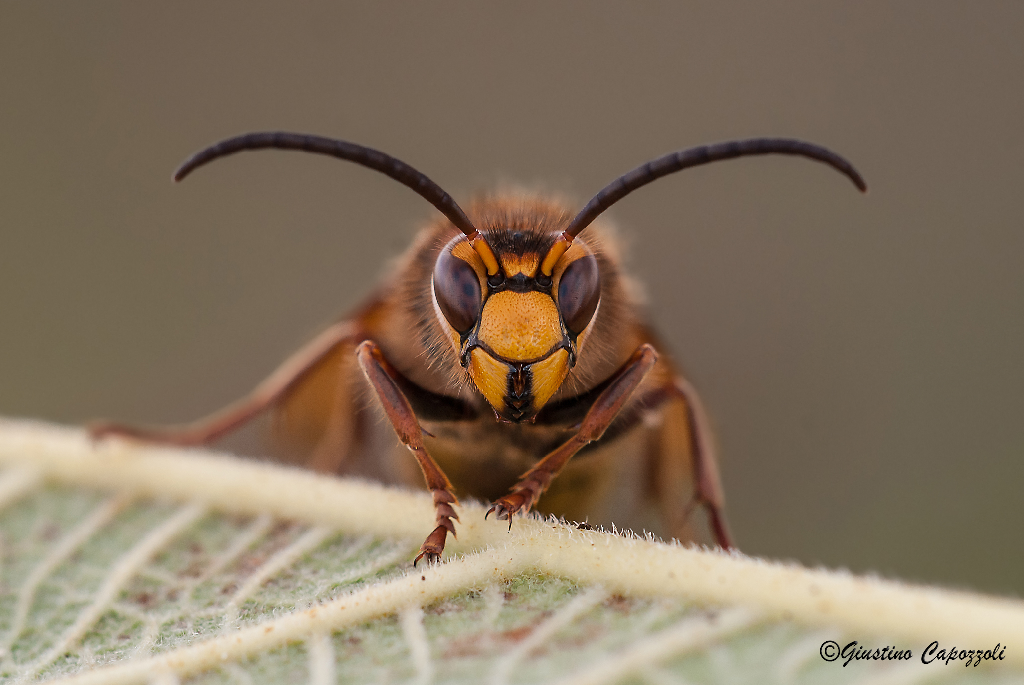 face to face with the Hornet.