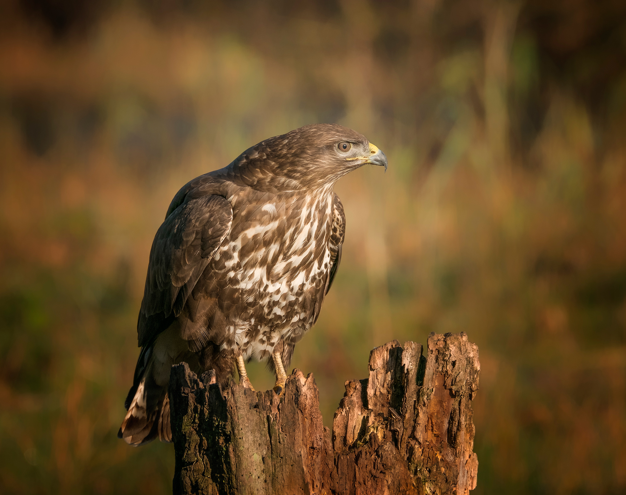 The Queen of Cervata