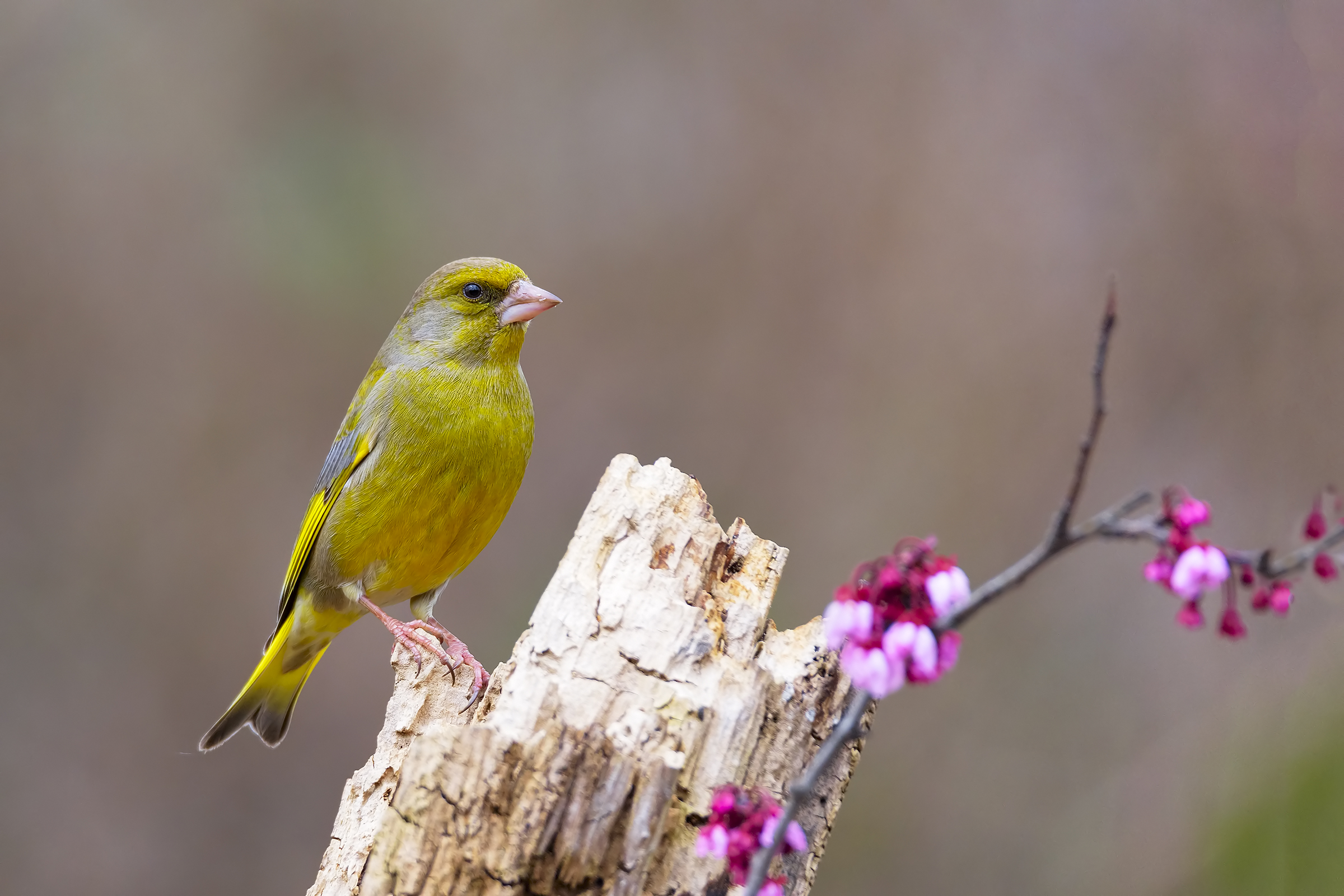 post-produzione  work in progress