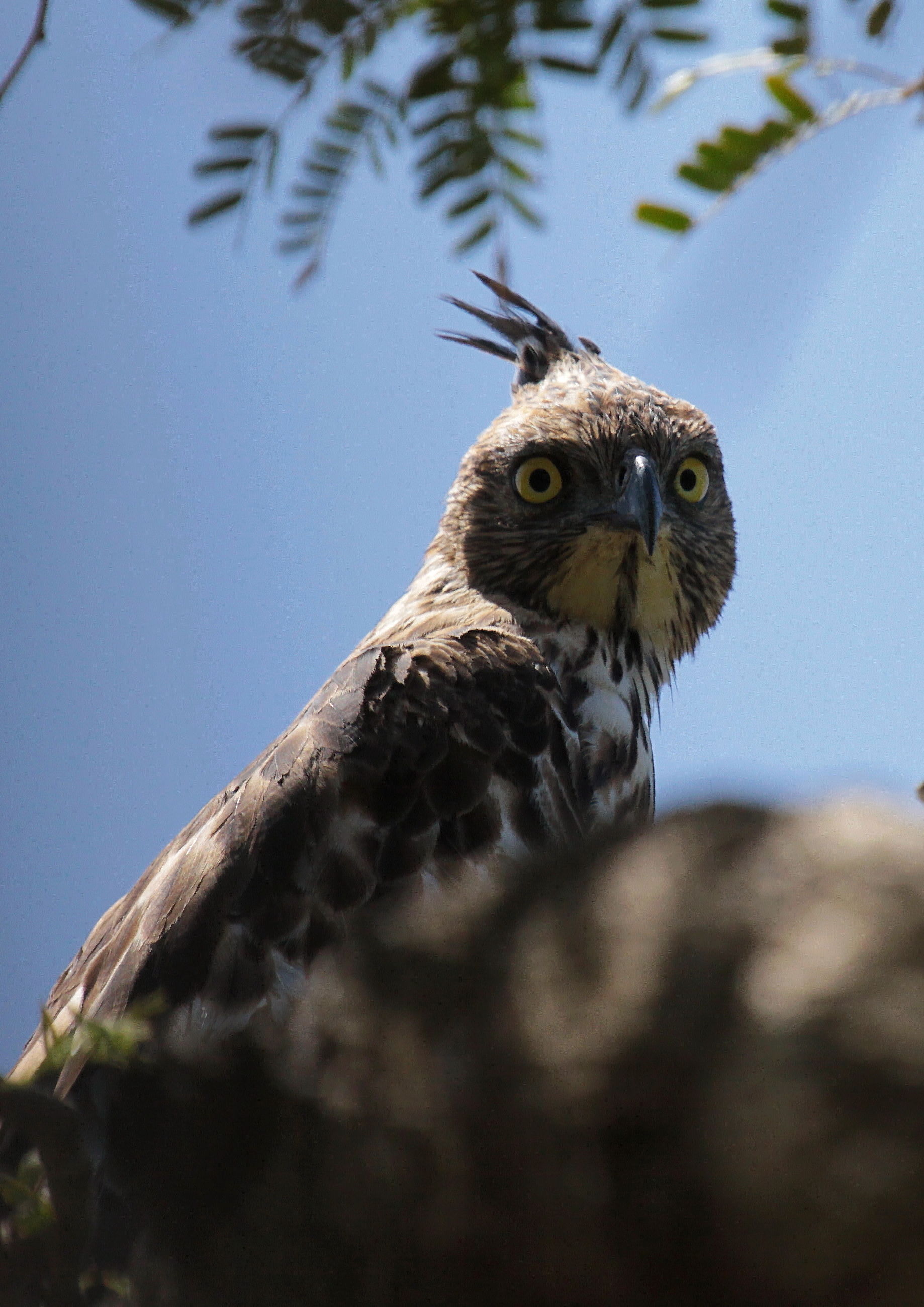 crested falco aquila Yala