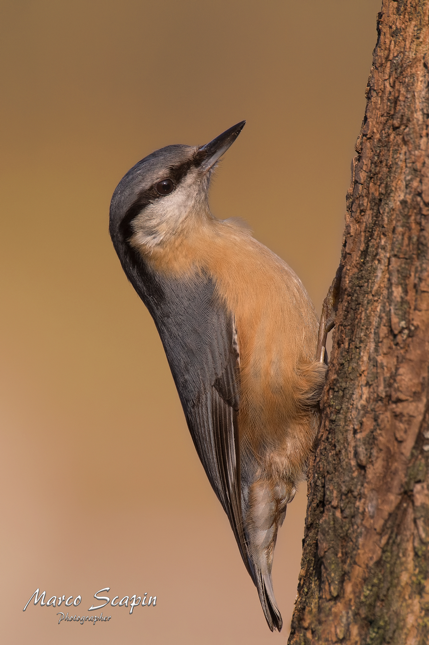 nuthatch