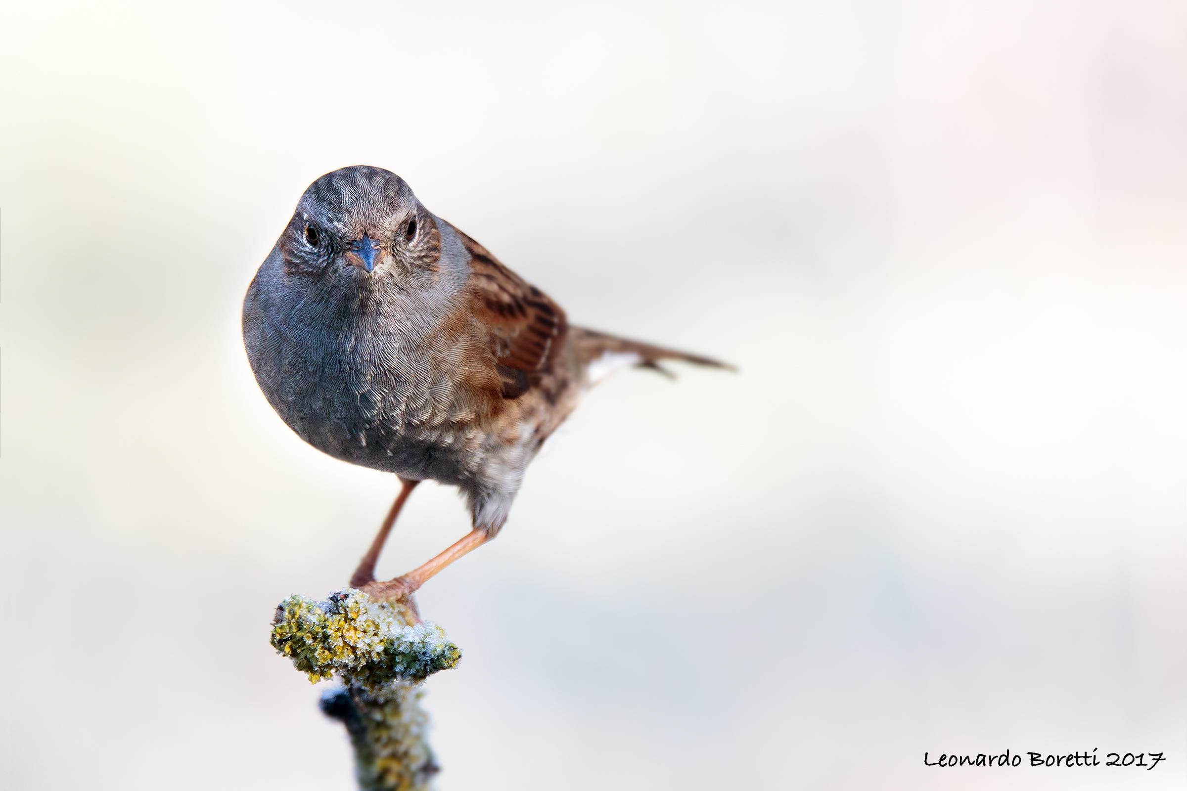 Dunnock