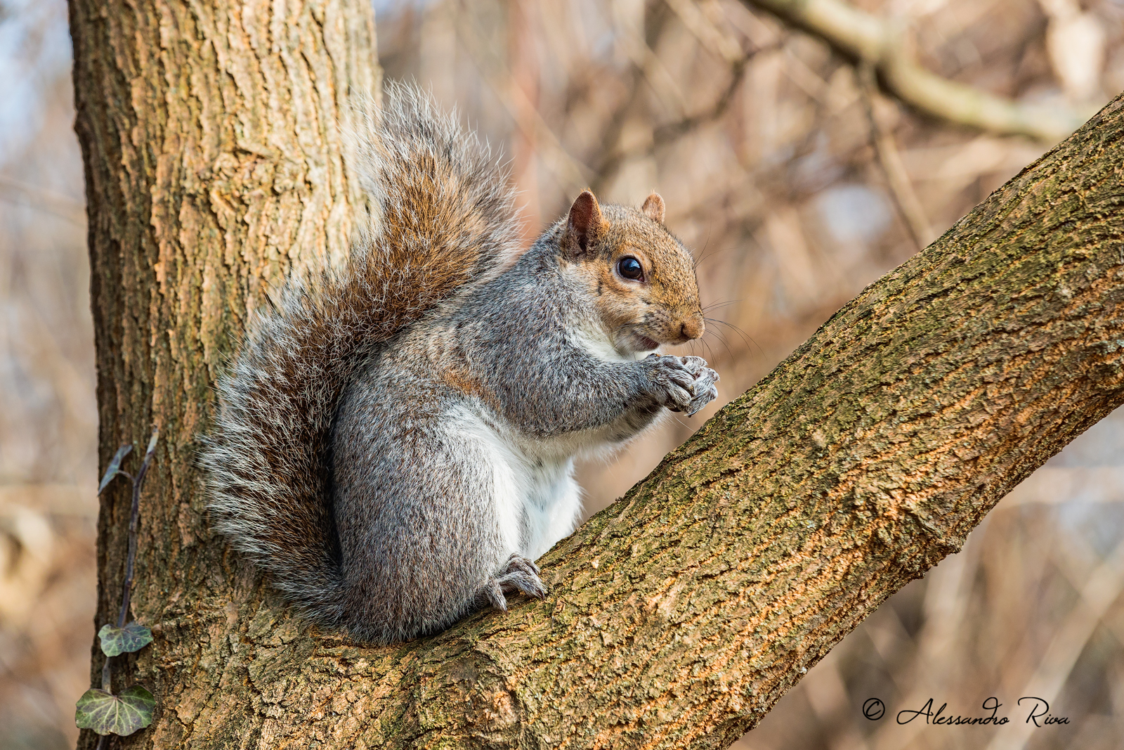 Grey squirrel