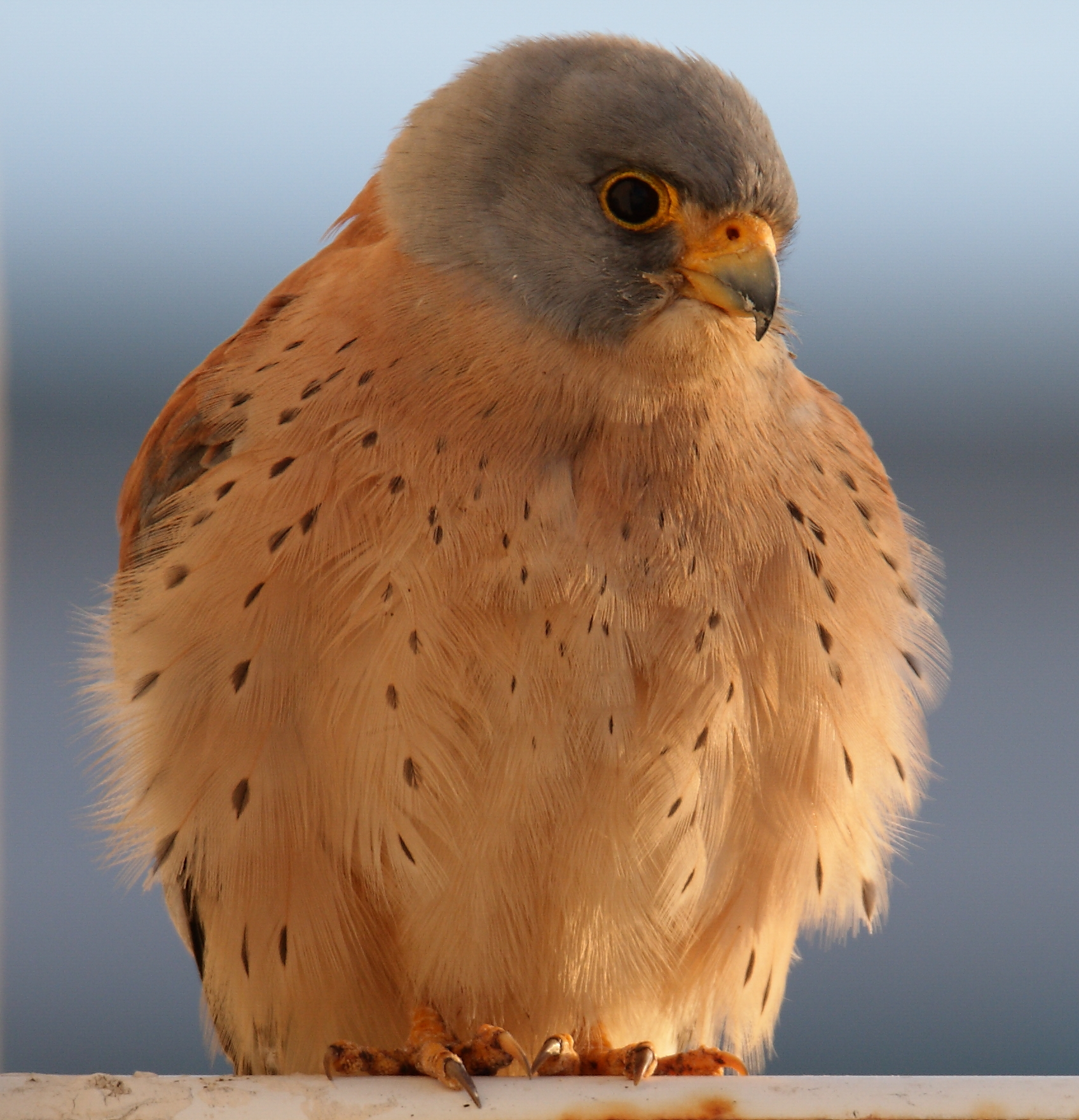 Lesser Kestrel