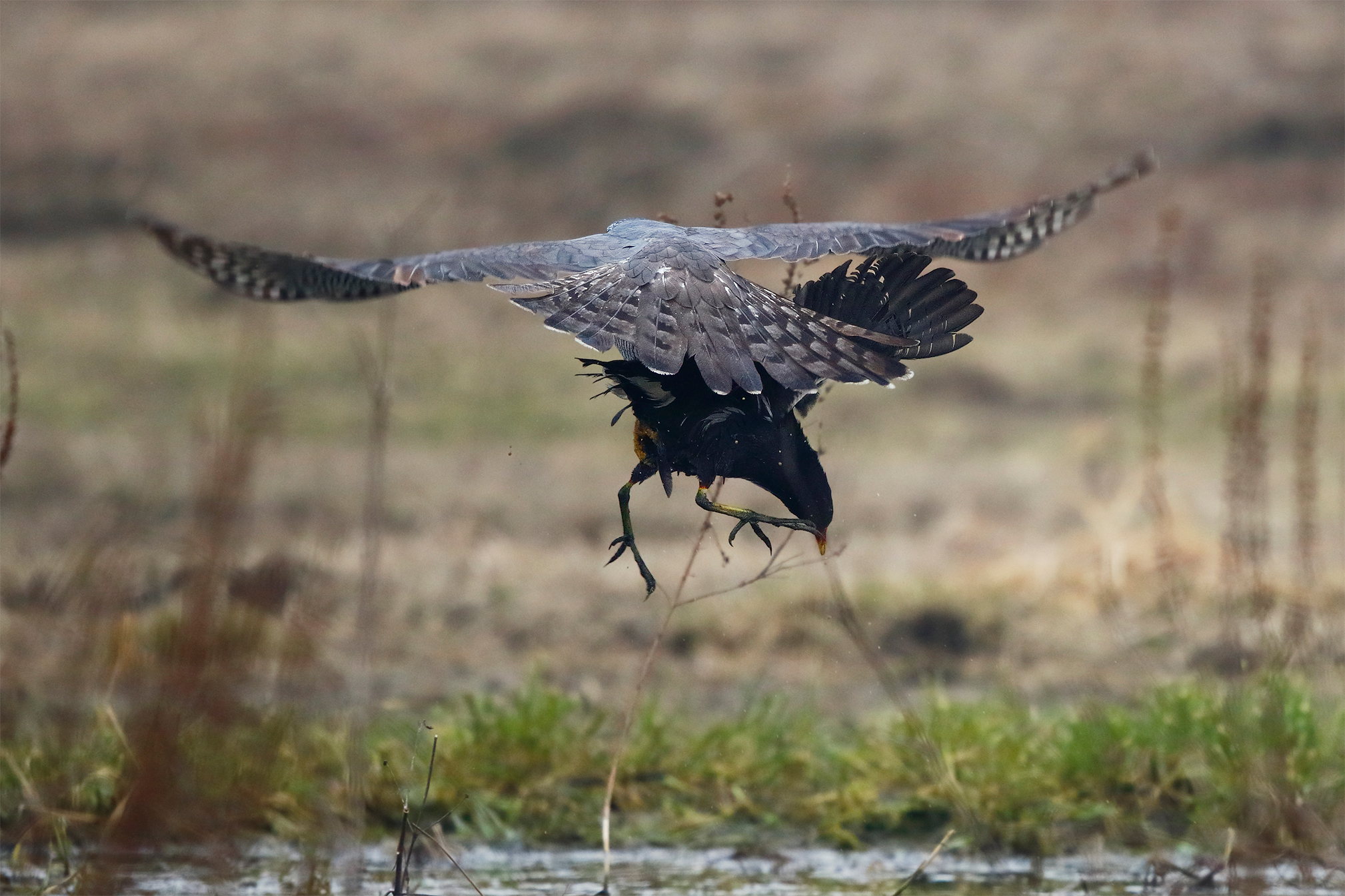 On the wrong side (document)