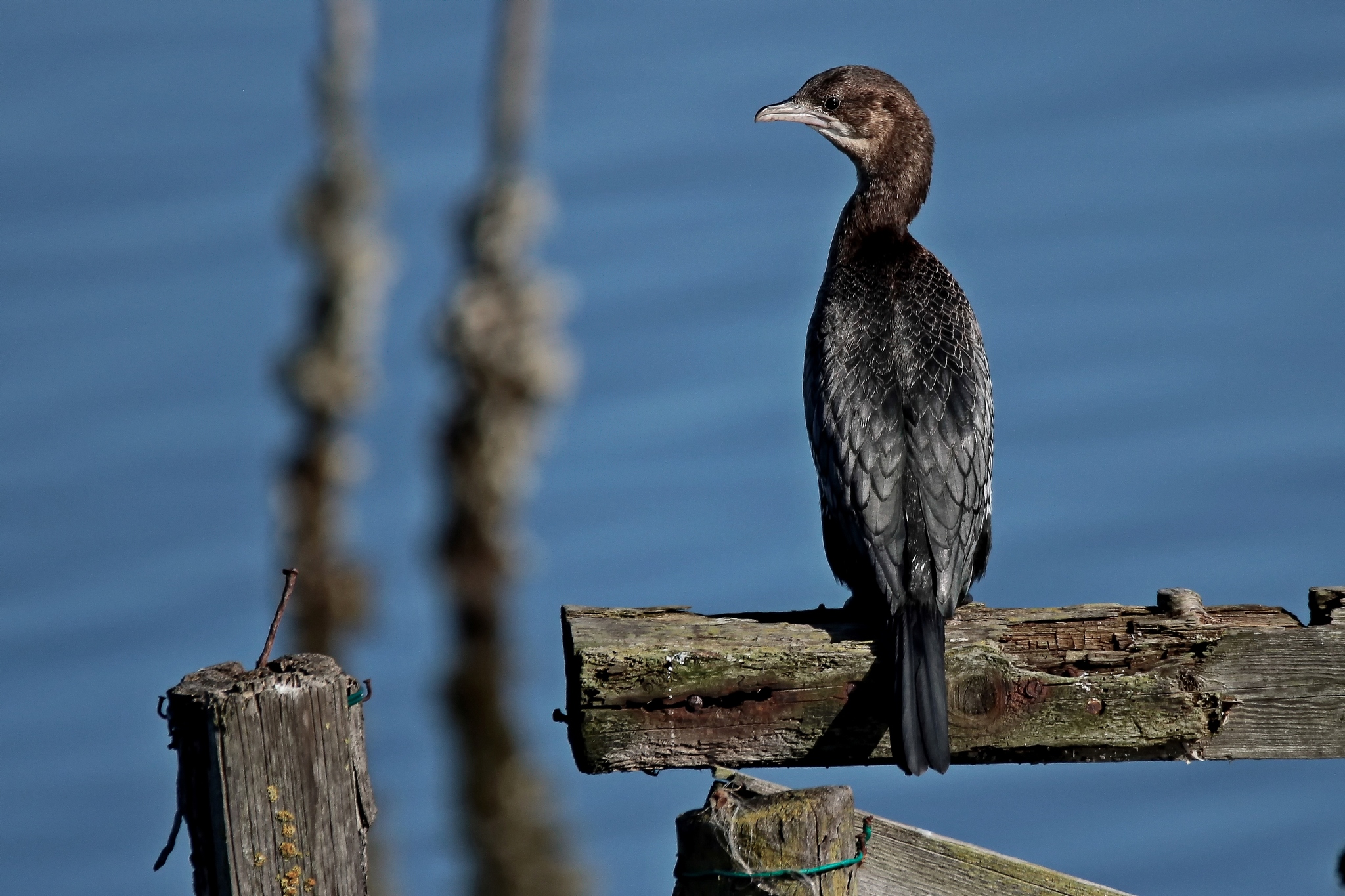 I see you ... but you're away