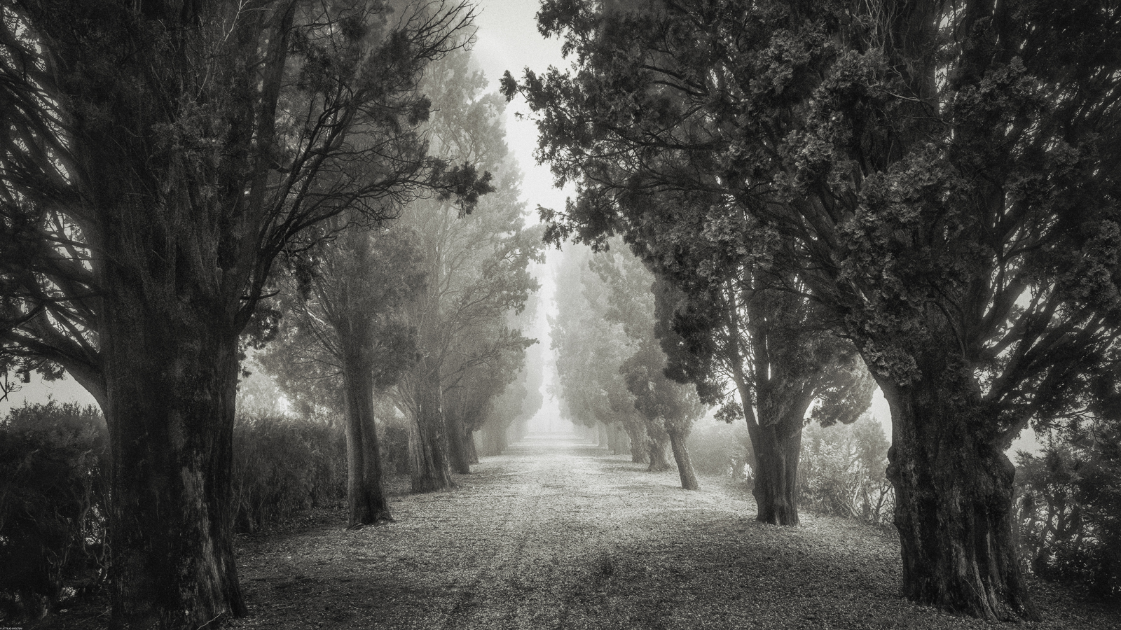 The cypress trees and fog