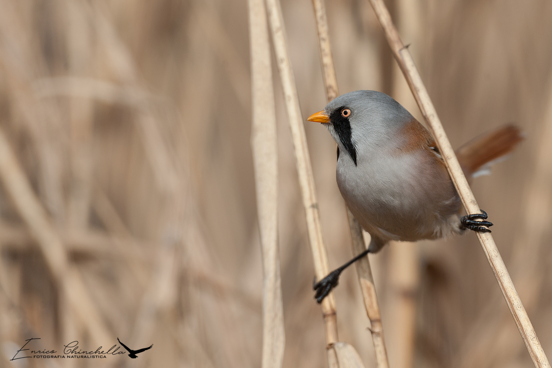 Bearded Tit