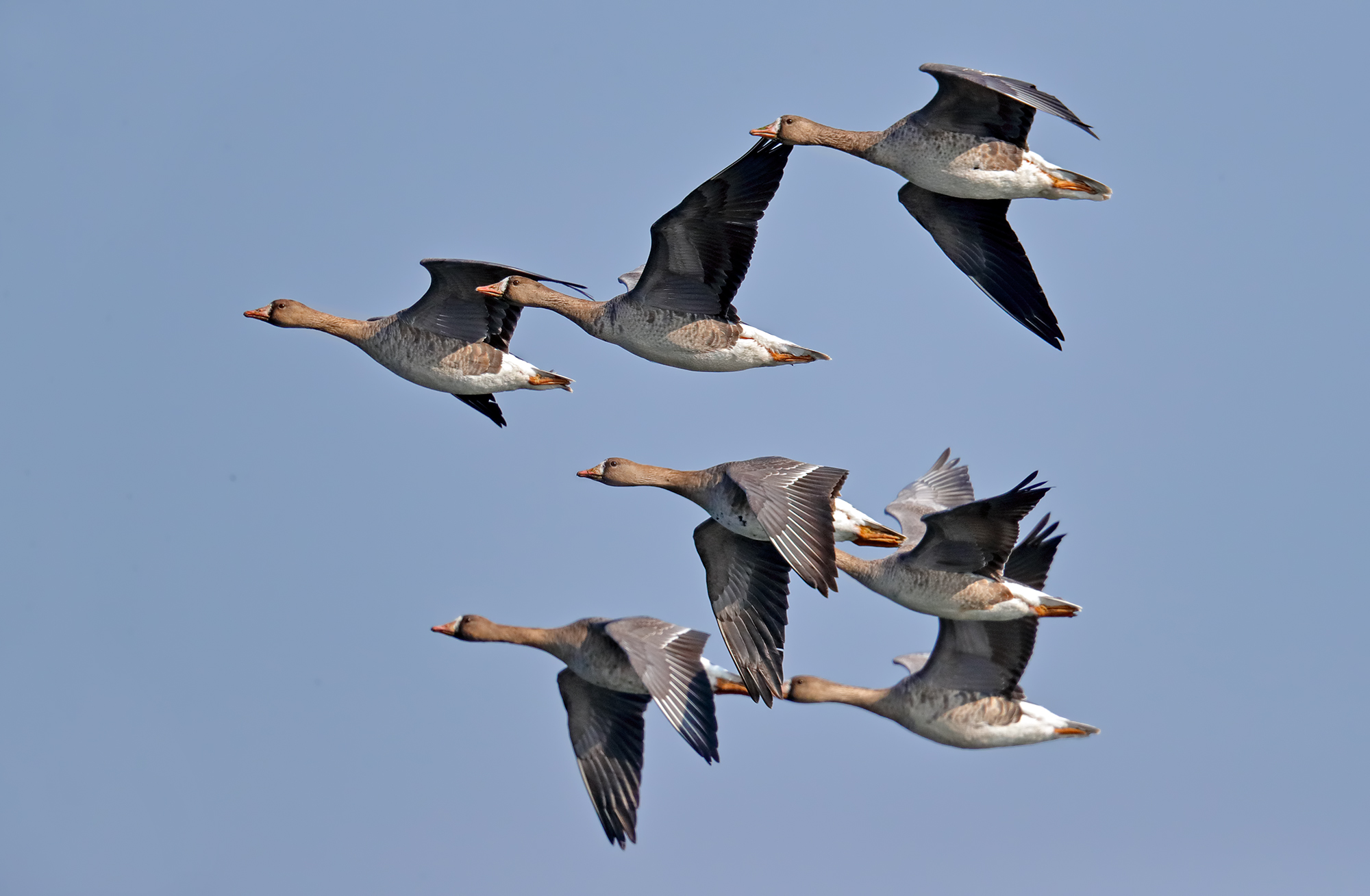 fronted geese