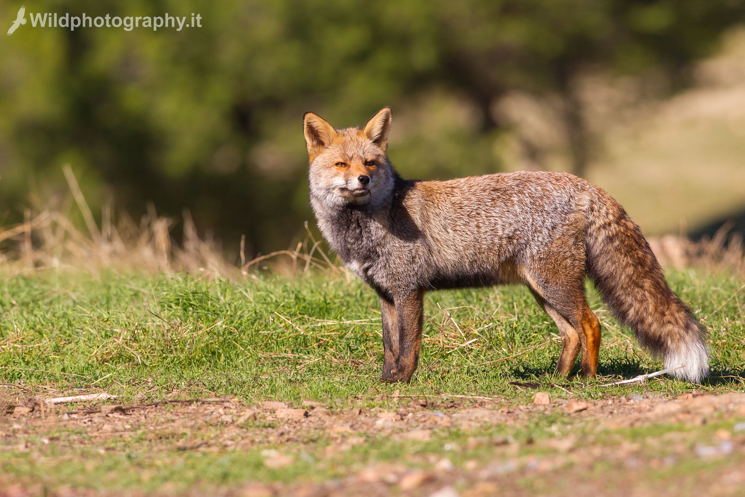 European fox