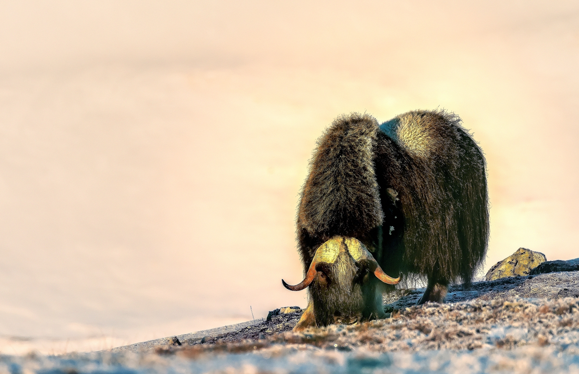 Dovrefjell 2017 - Musk ox