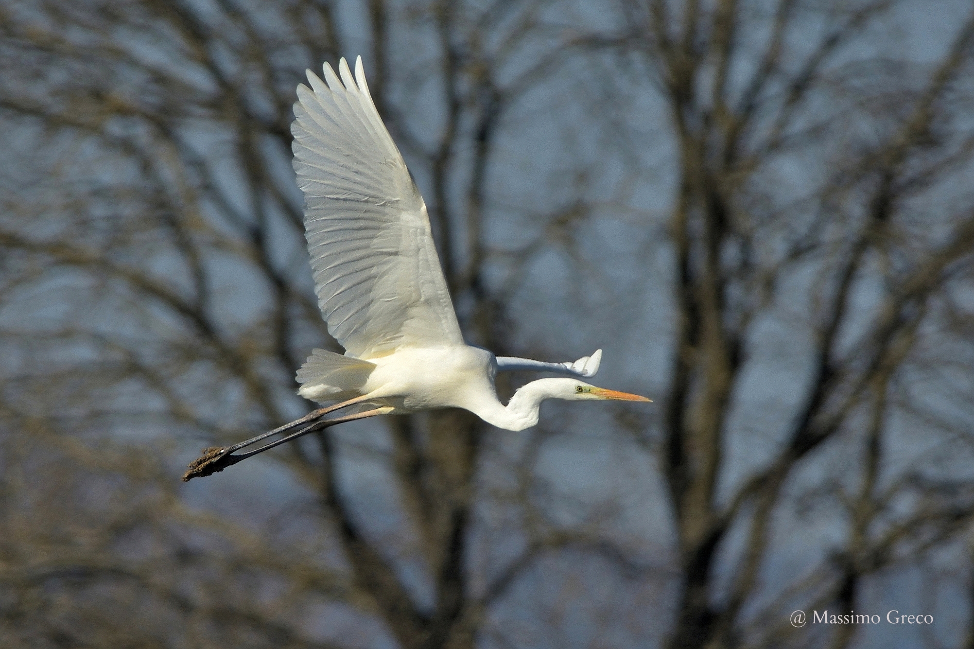 Great Egret