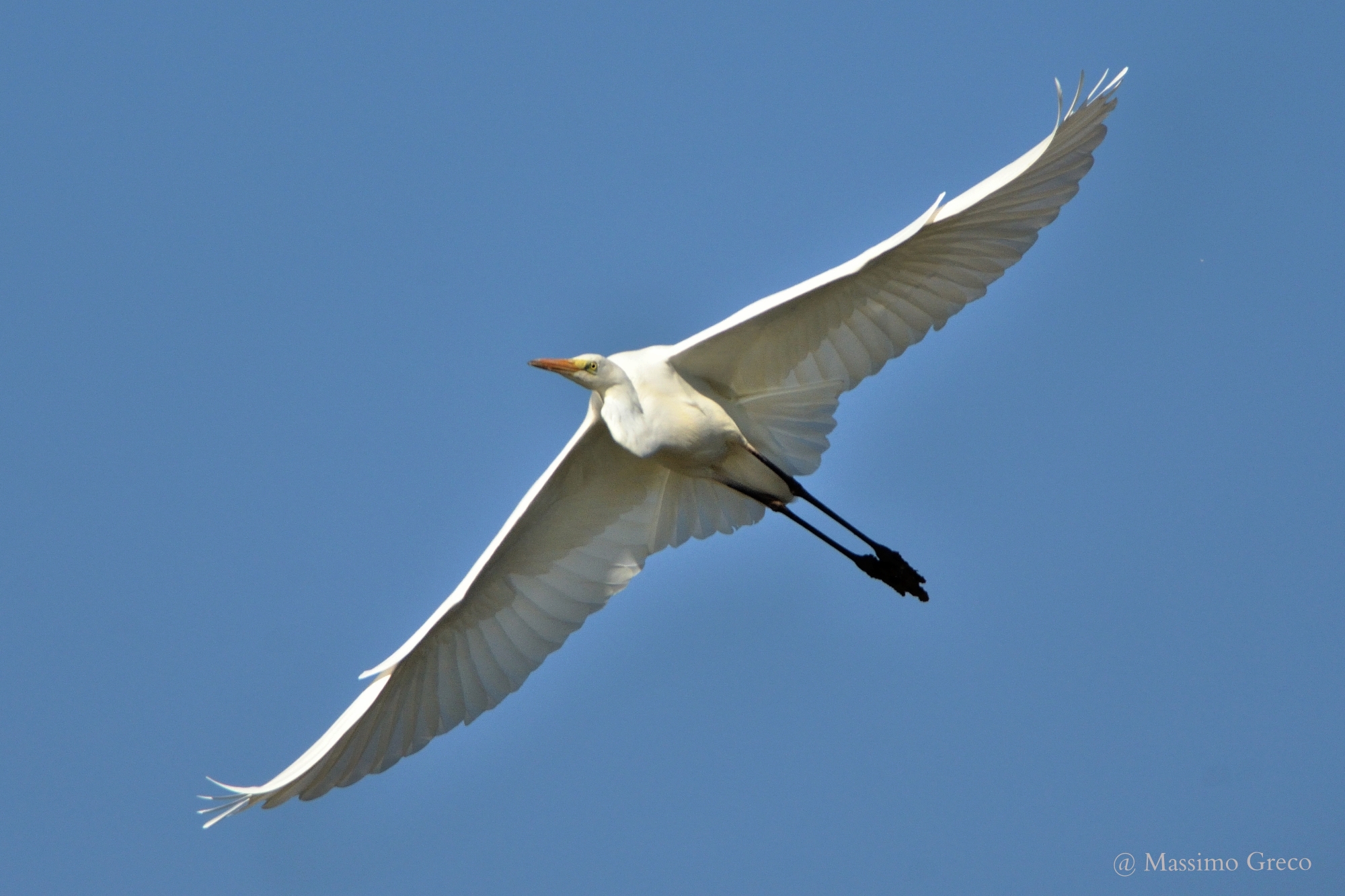 Great Egret