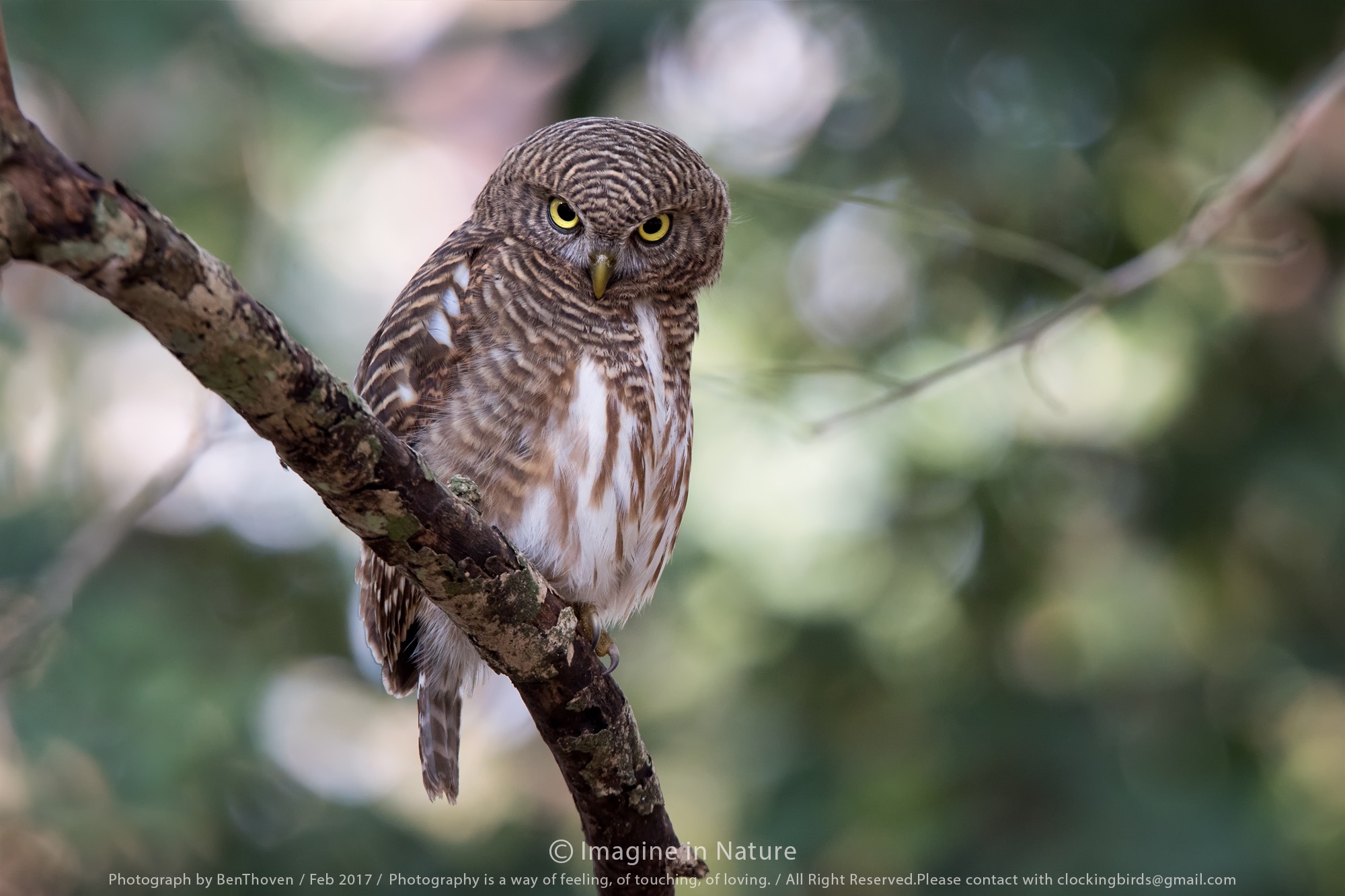 I'm a busy.....Asian barred owlet