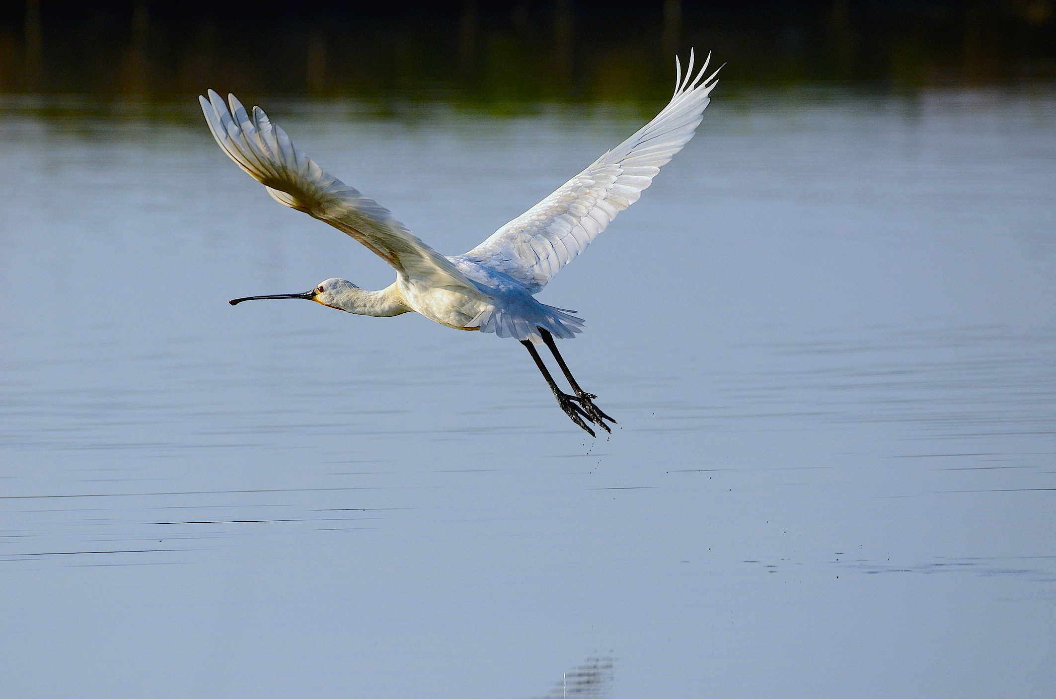 Spatola in volo ....