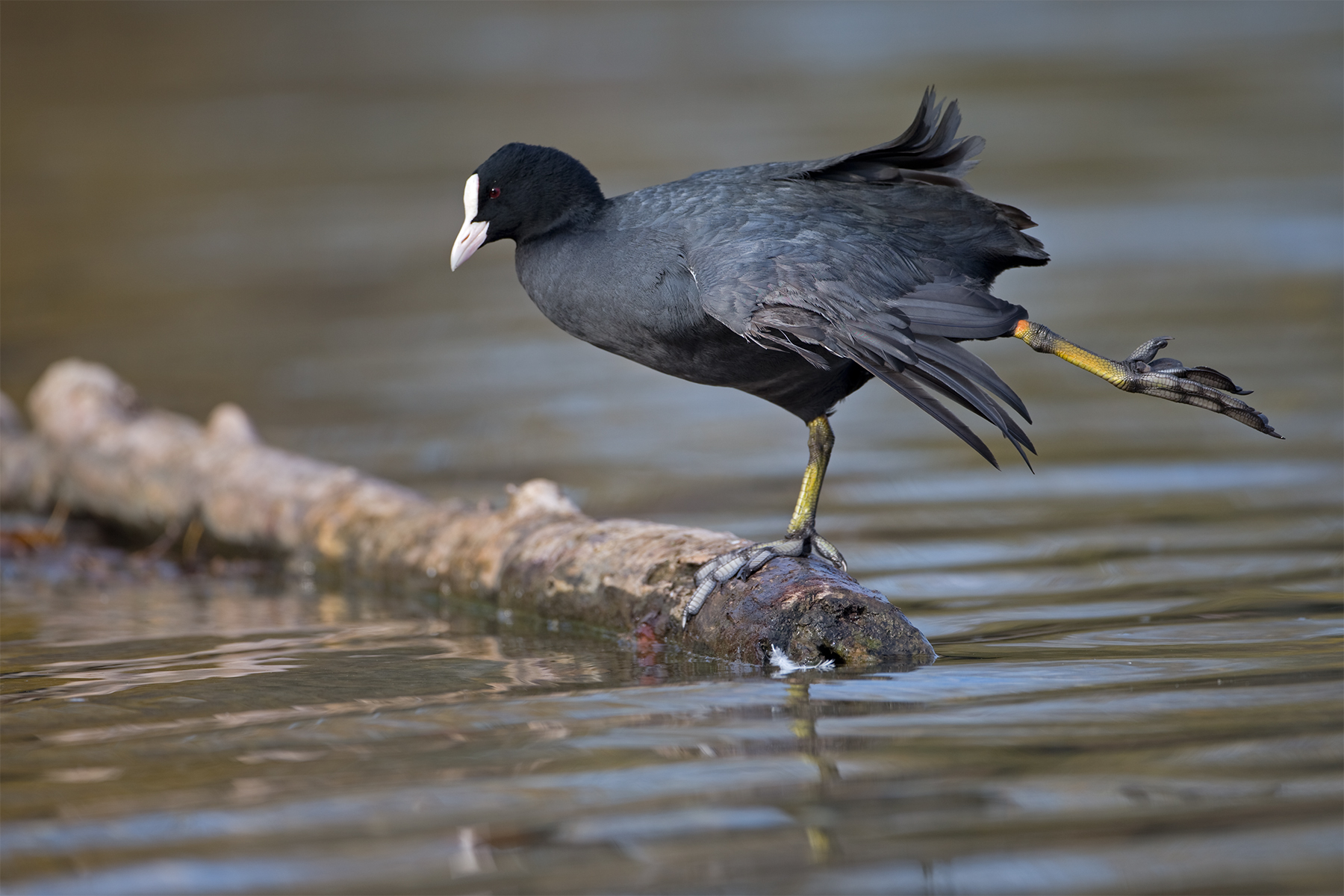 Fulica atra (Eurasian coot)