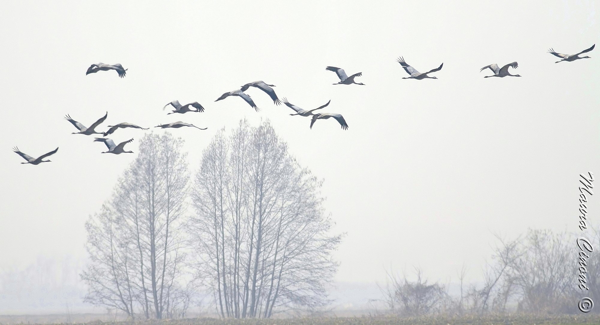 Cranes in the mist