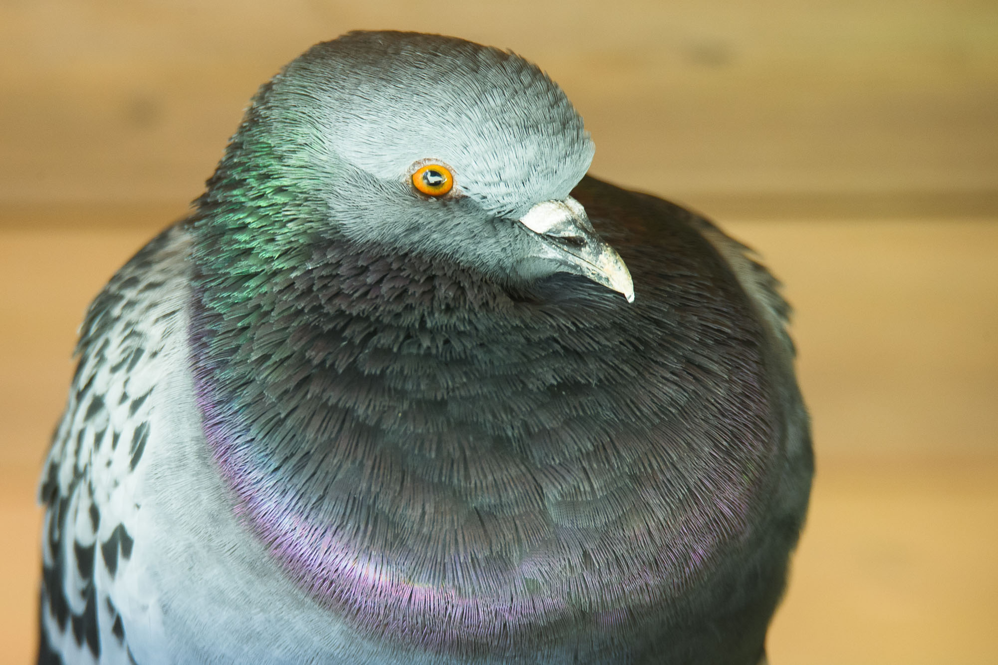 The pigeon sullen 02