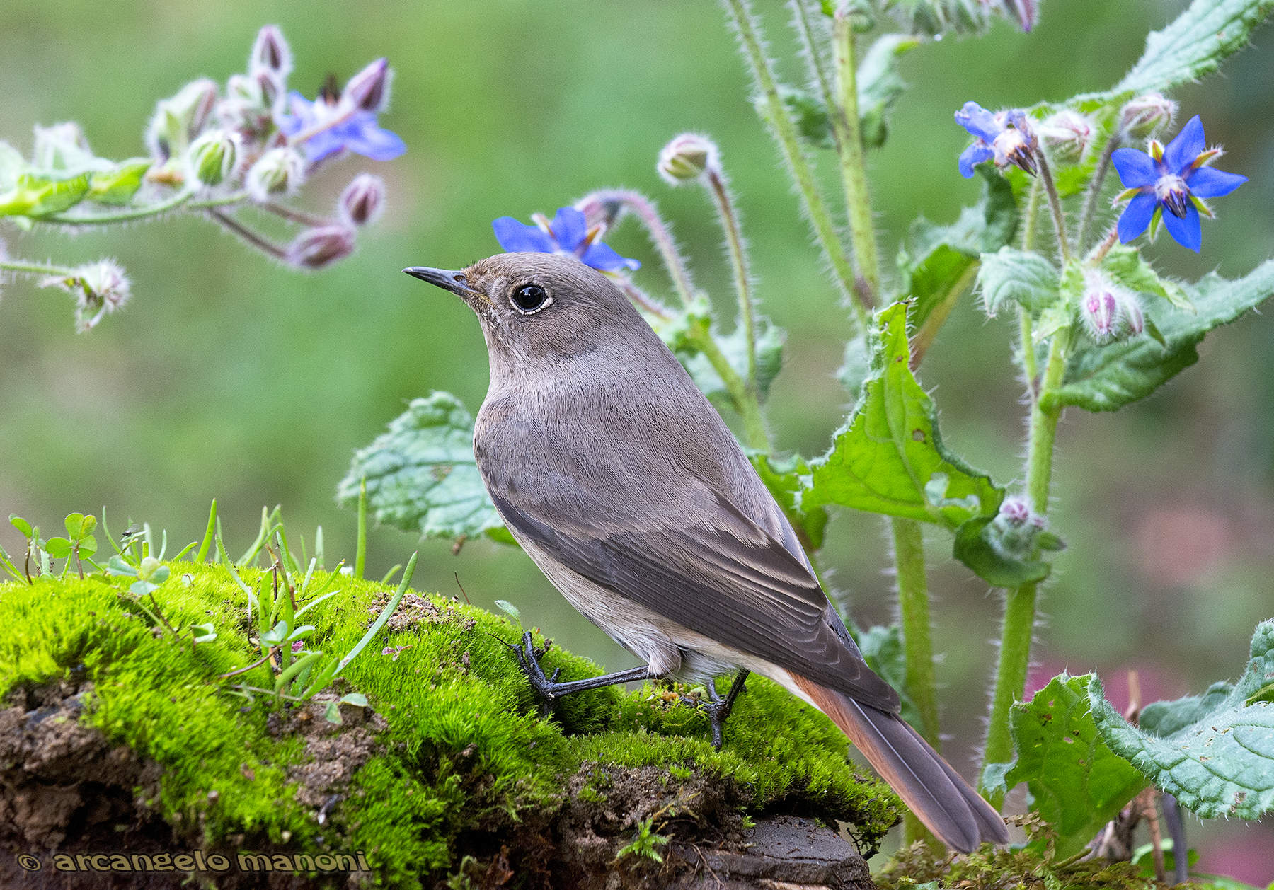 Cody just outside of Spring