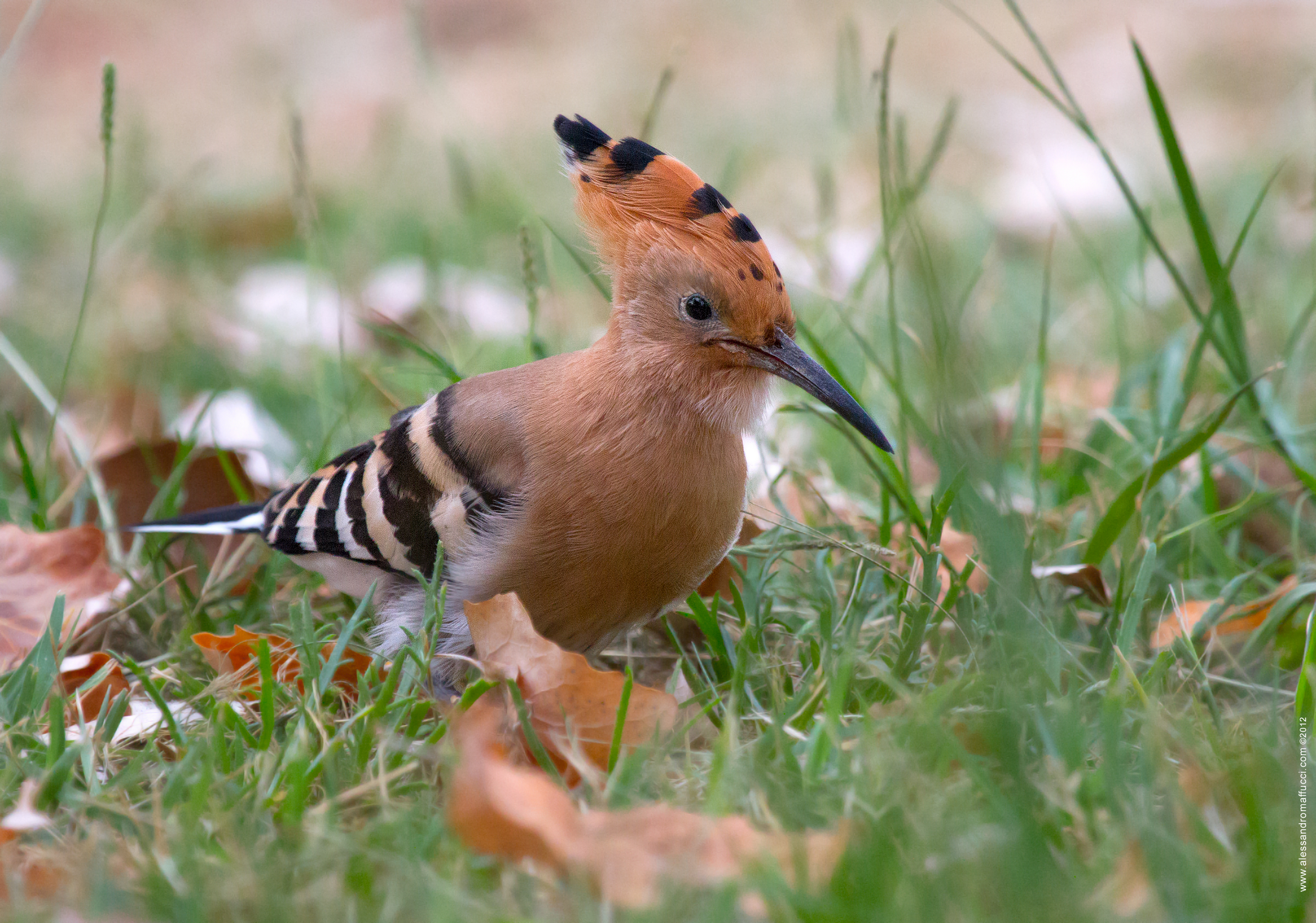 Hoopoe grazing ...