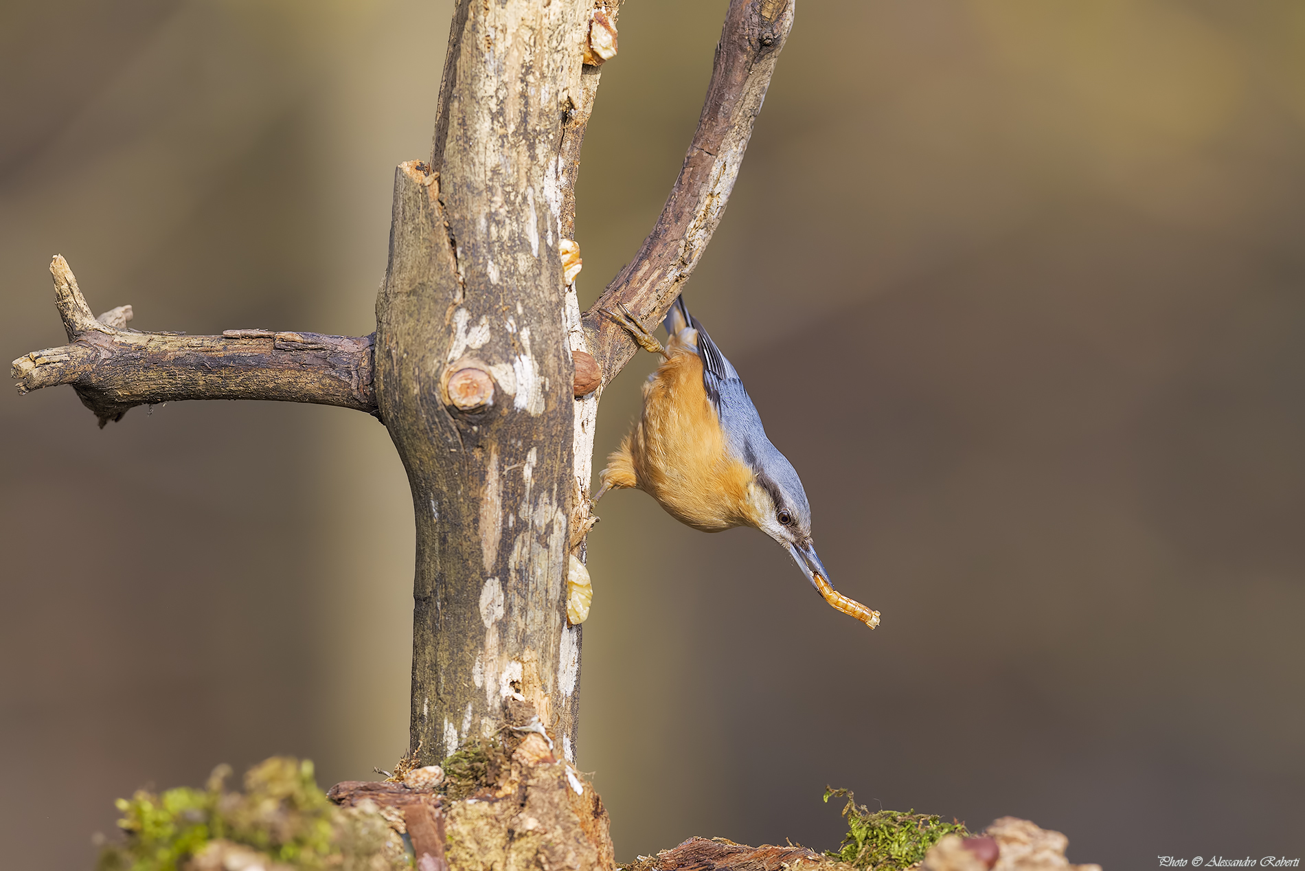 Nuthatch (Sitta europaea)