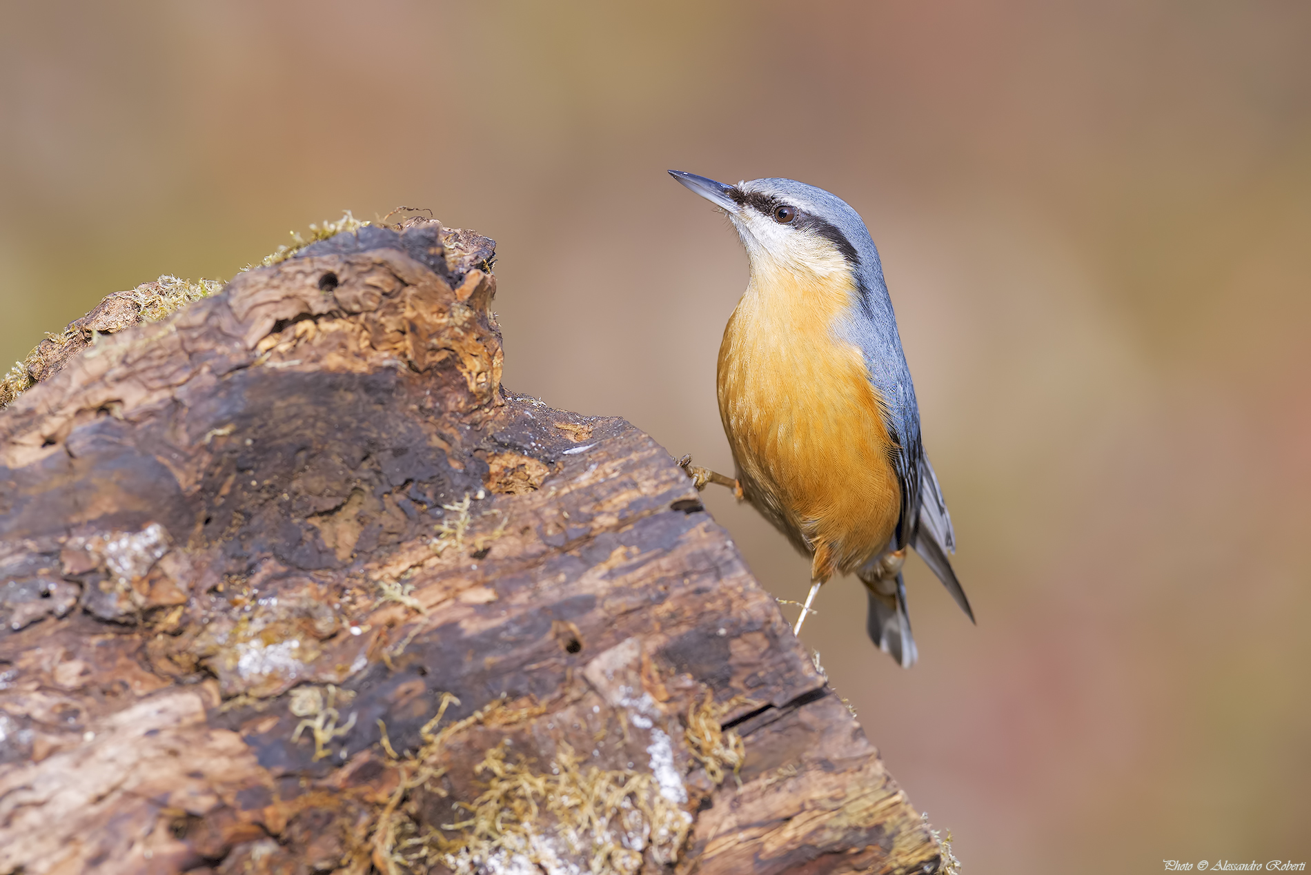 Nuthatch (Sitta europaea)