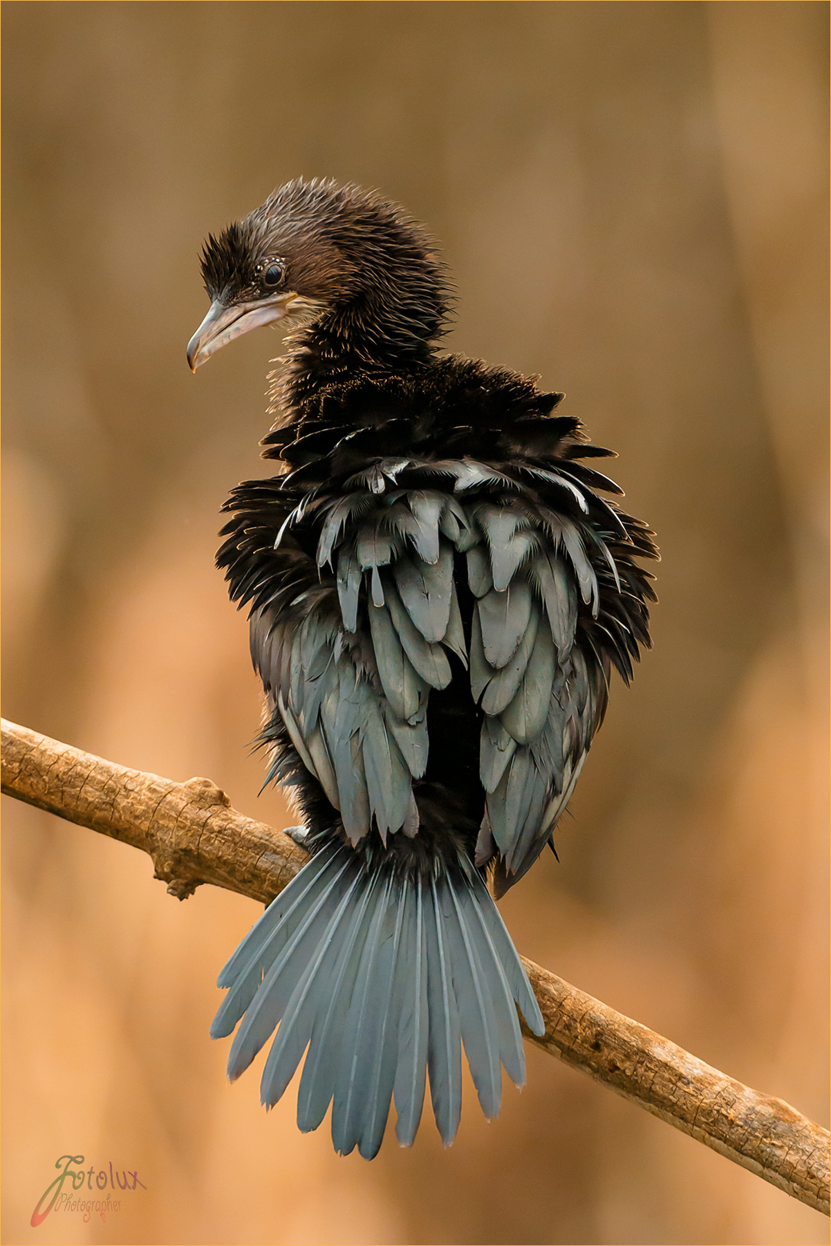 pygmy cormorant