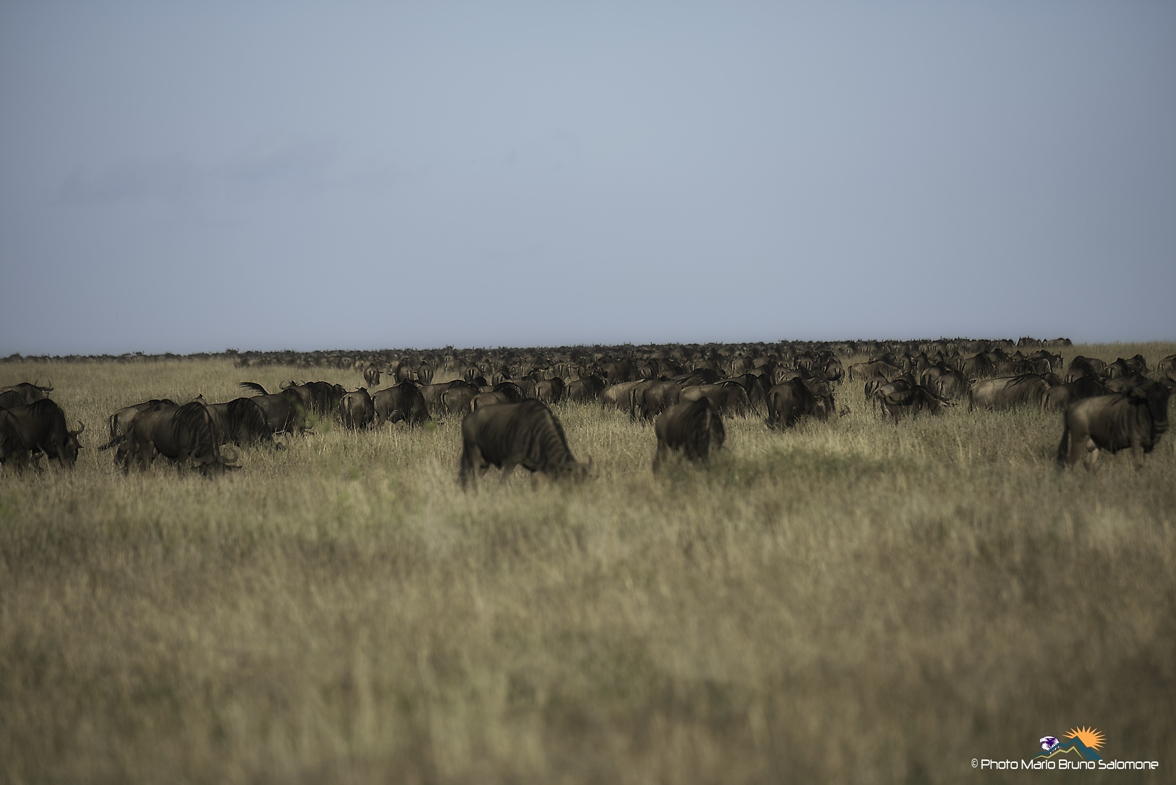 The great migration.