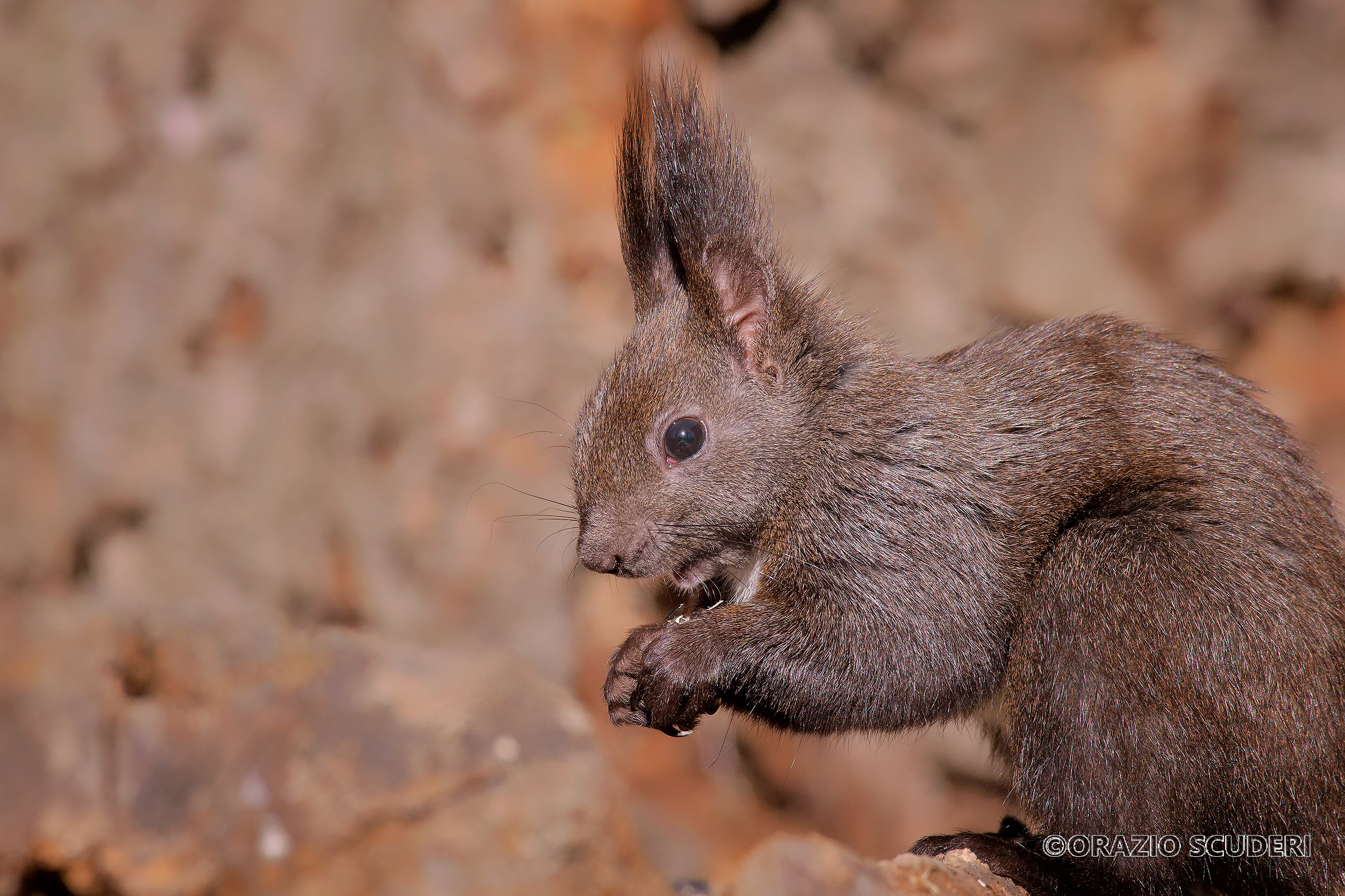 Sciurus vulgaris