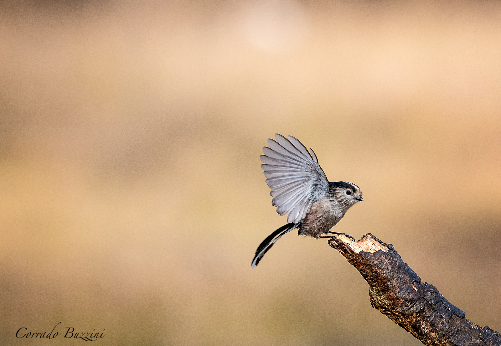 Long-tailed Tit