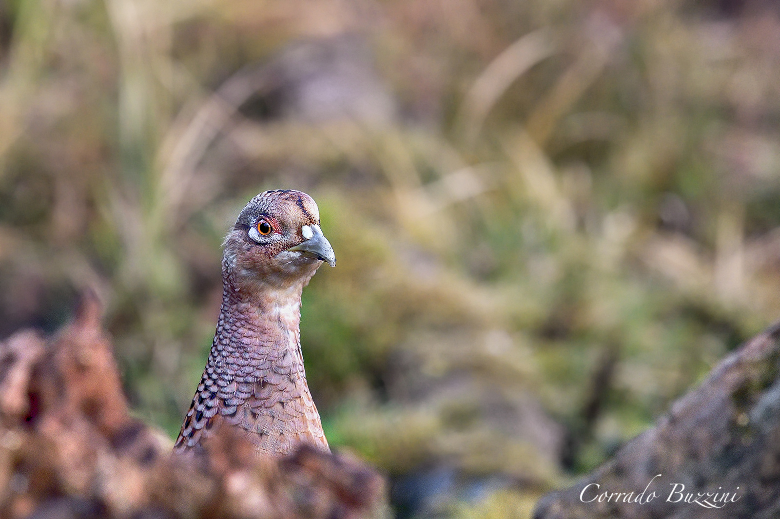 pheasant female