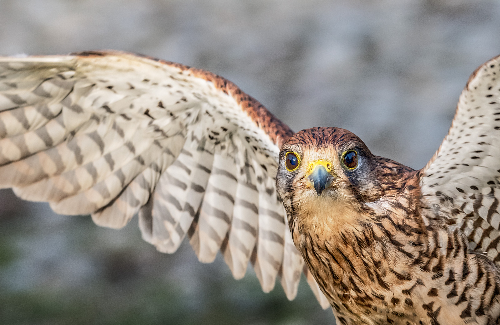 Kestrel